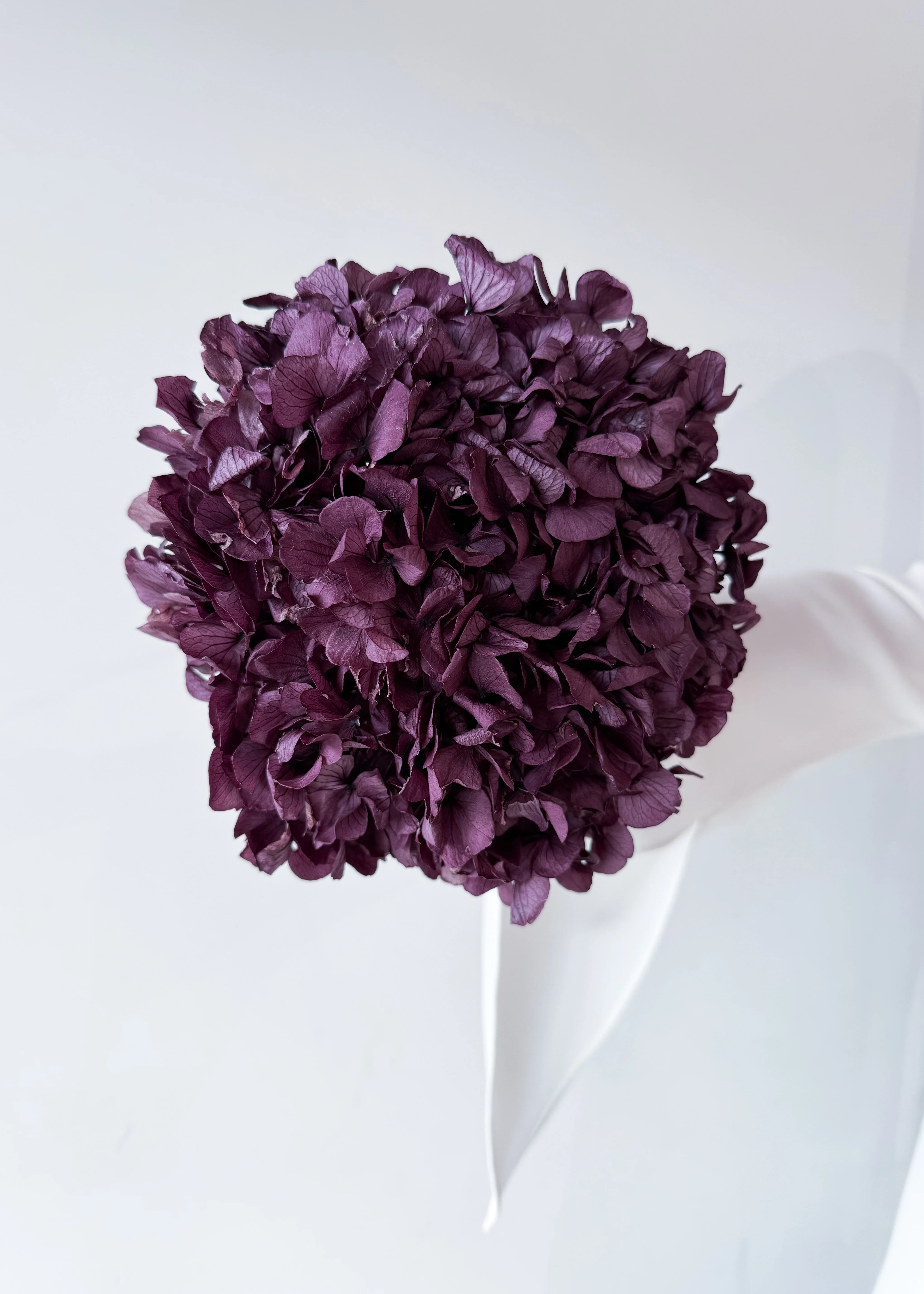 PRESERVED HYDRANGEA STEM I GRAPE I LARGE-LEAF - Image 2