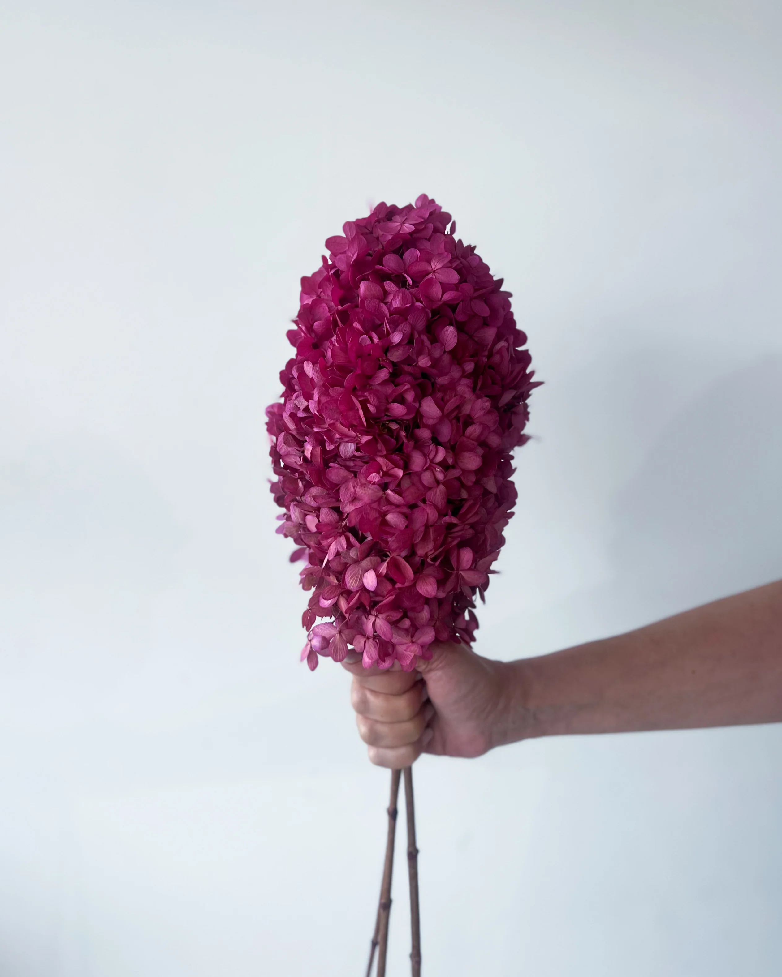 PRESERVED HYDRANGEA PANICULATA STEM | MARONE - Image 2