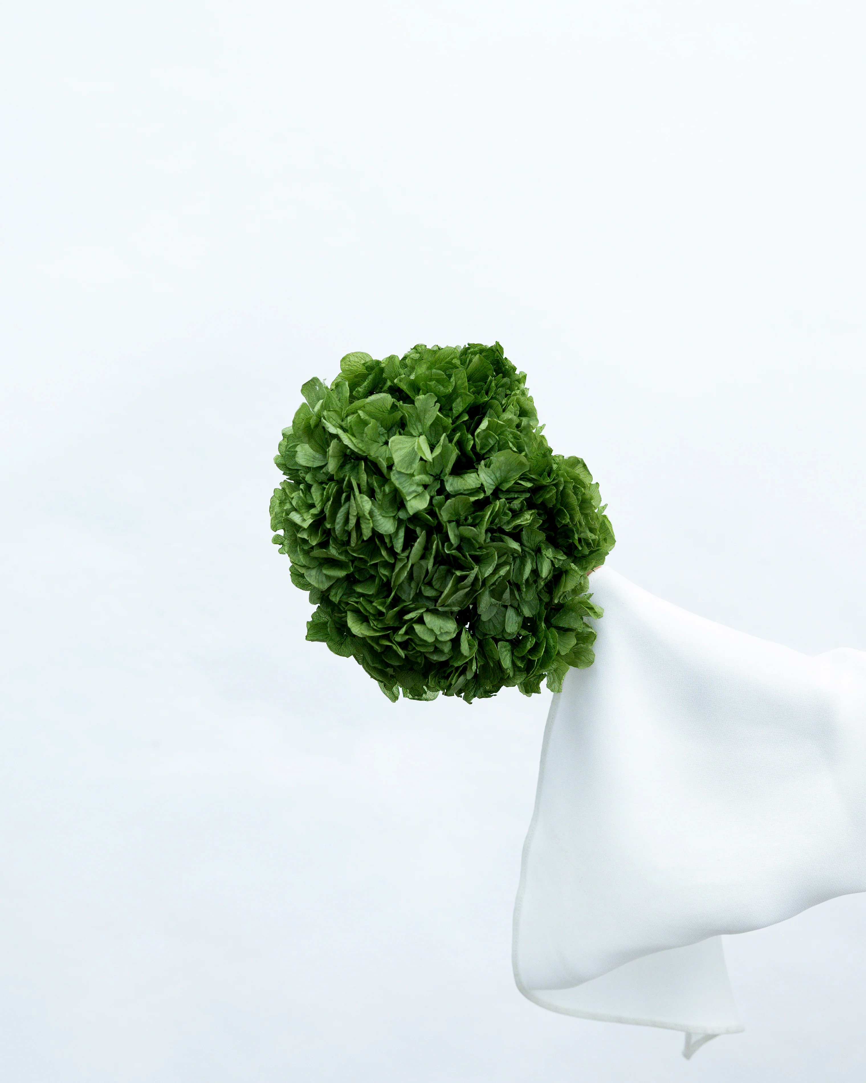 PRESERVED HYDRANGEA STEM I ARMY GREEN I LARGE-LEAF