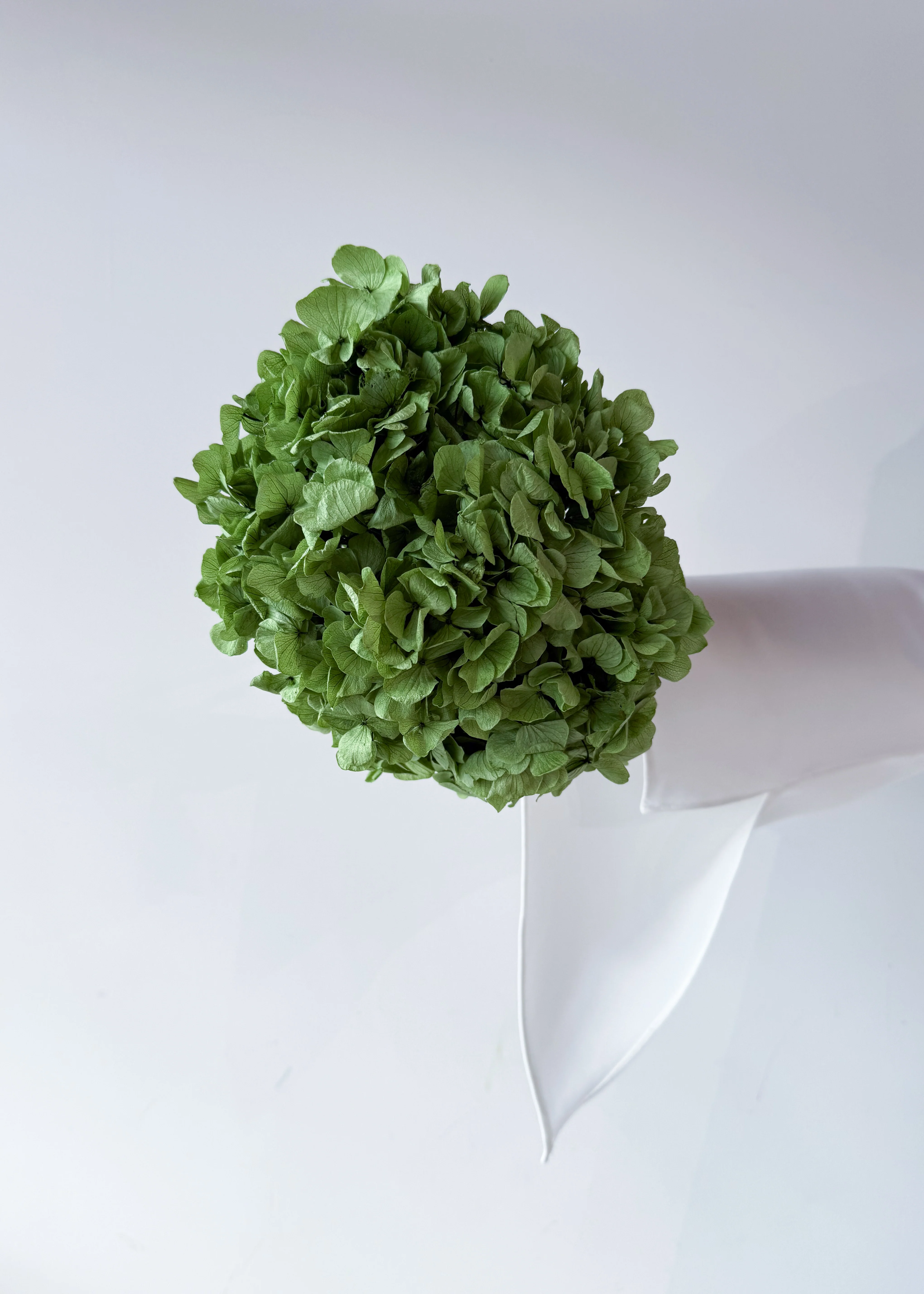 PRESERVED HYDRANGEA STEM I ARMY GREEN I LARGE-LEAF - Image 3
