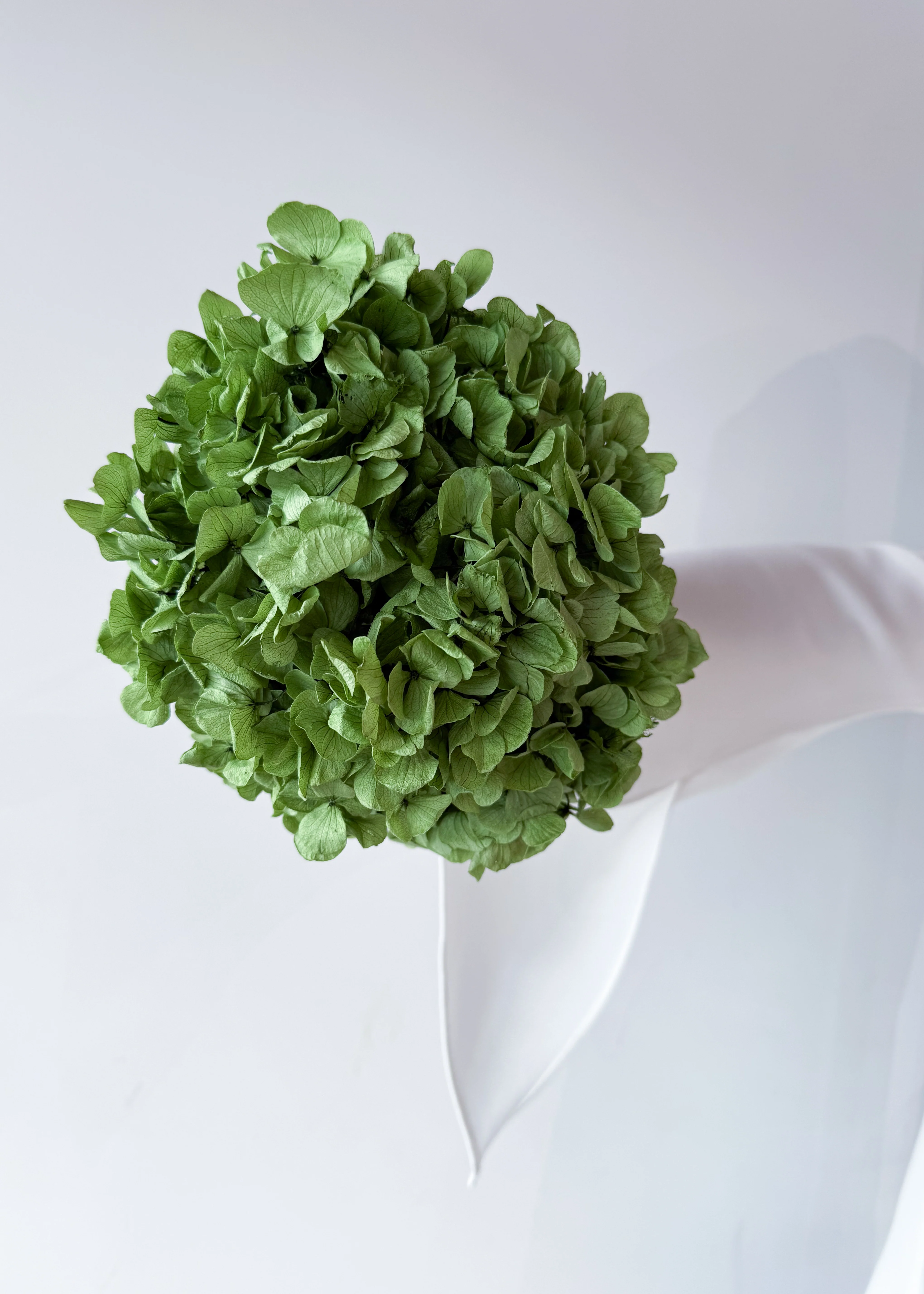 PRESERVED HYDRANGEA STEM I ARMY GREEN I LARGE-LEAF - Image 4
