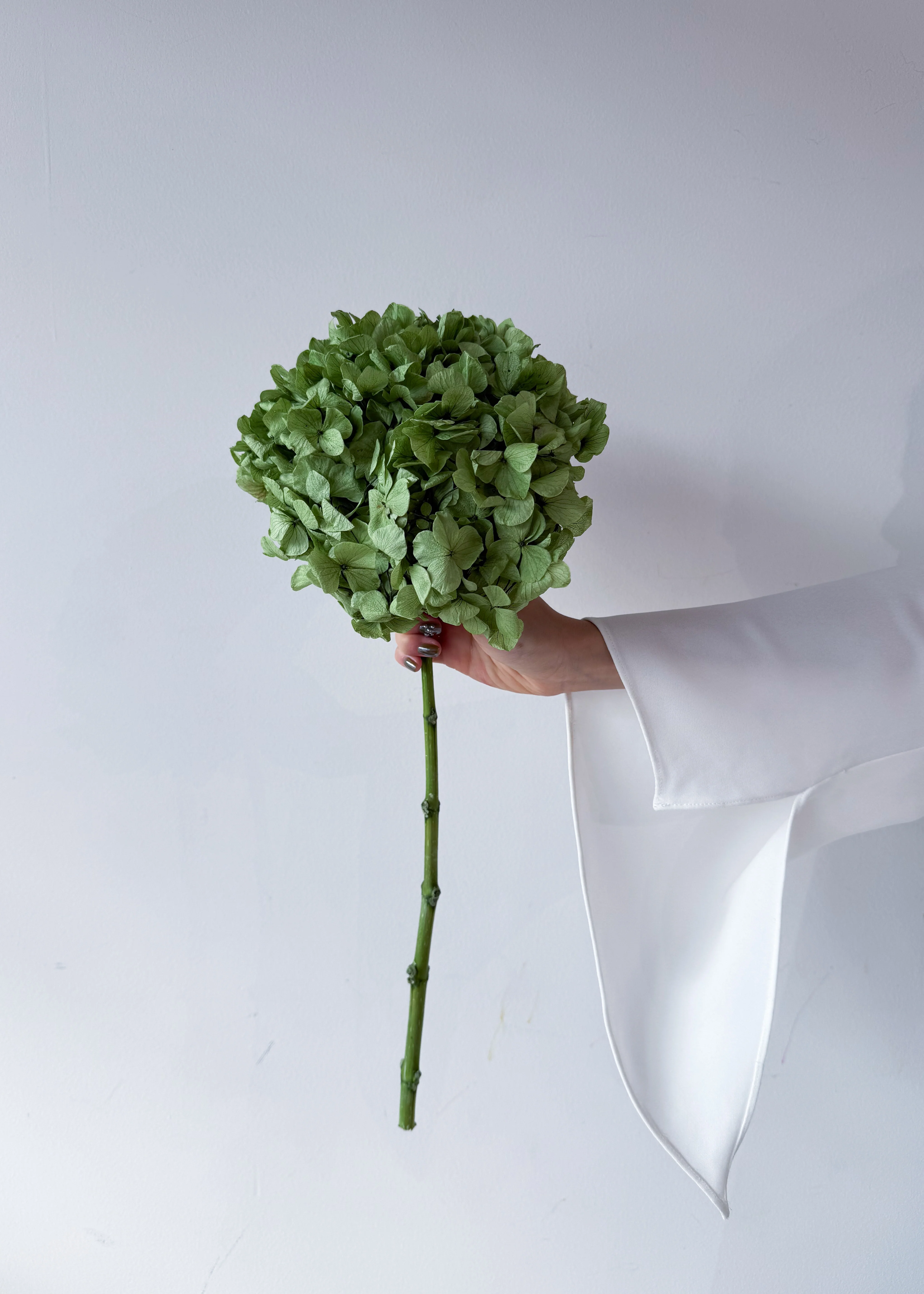 PRESERVED HYDRANGEA STEM I ARMY GREEN I LARGE-LEAF - Image 5