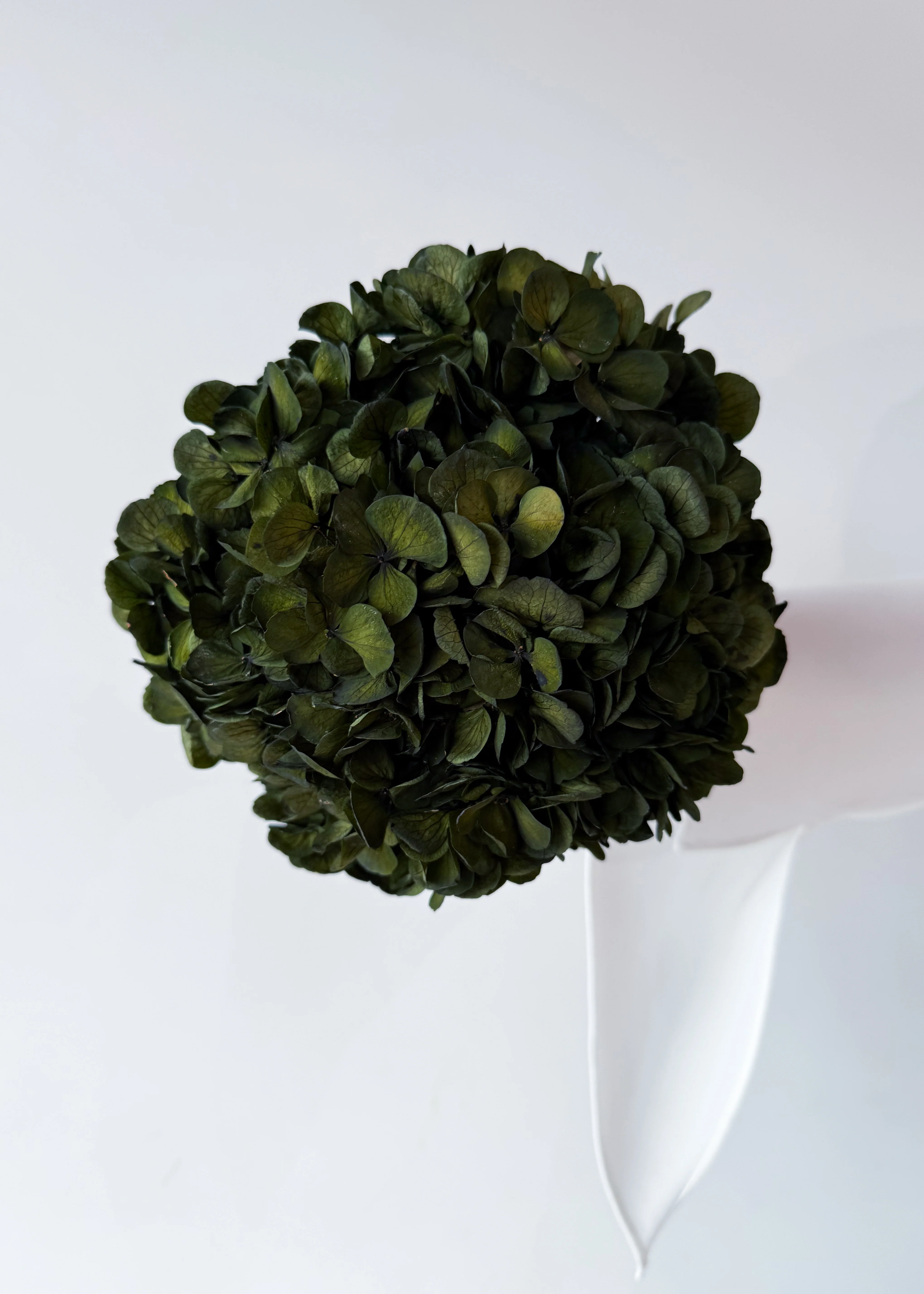 PRESERVED HYDRANGEA STEM I OLIVE GREEN I LARGE-LEAF - Image 4