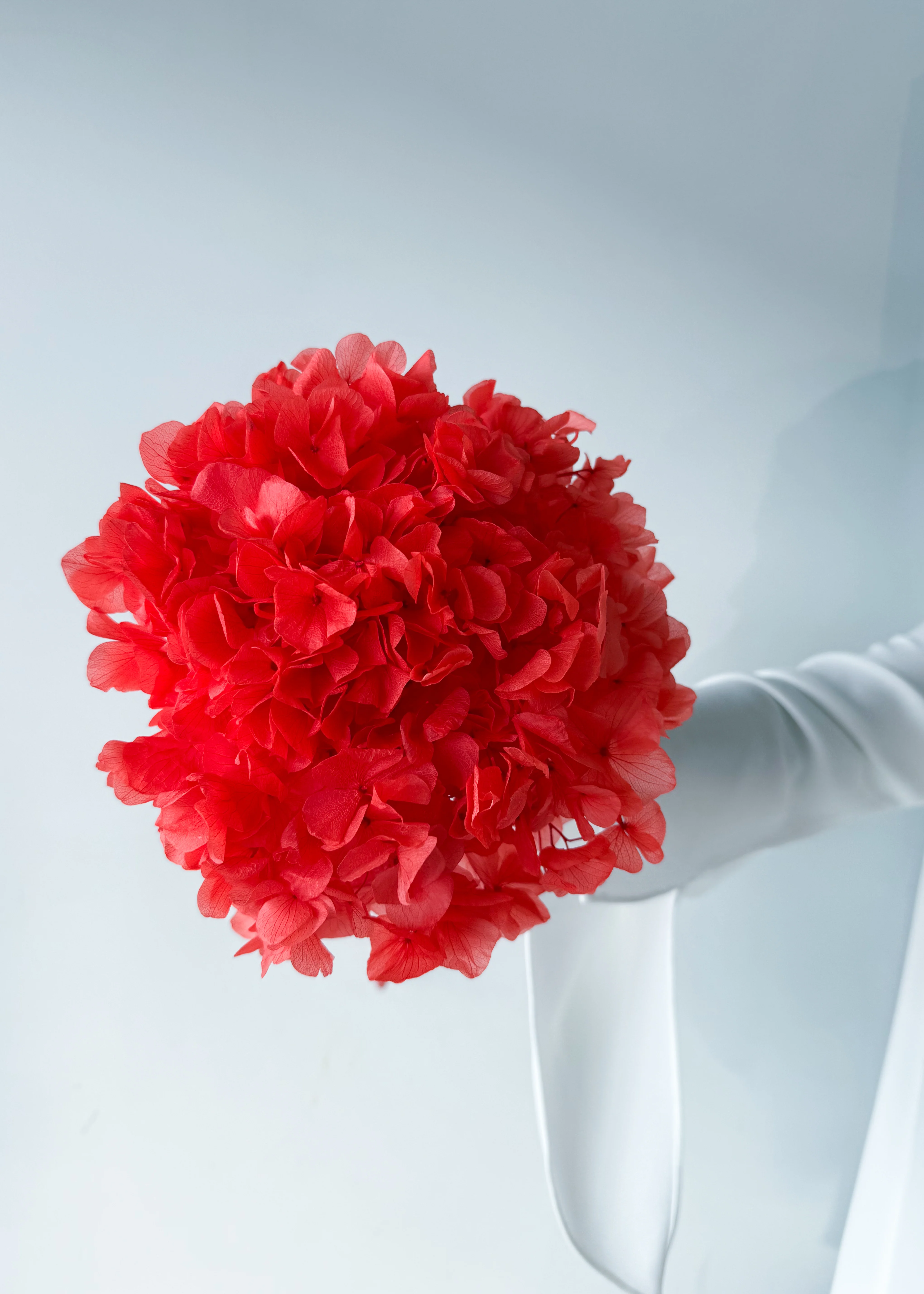 PRESERVED HYDRANGEA STEM I ROSE-RED I LARGE-LEAF - Image 4