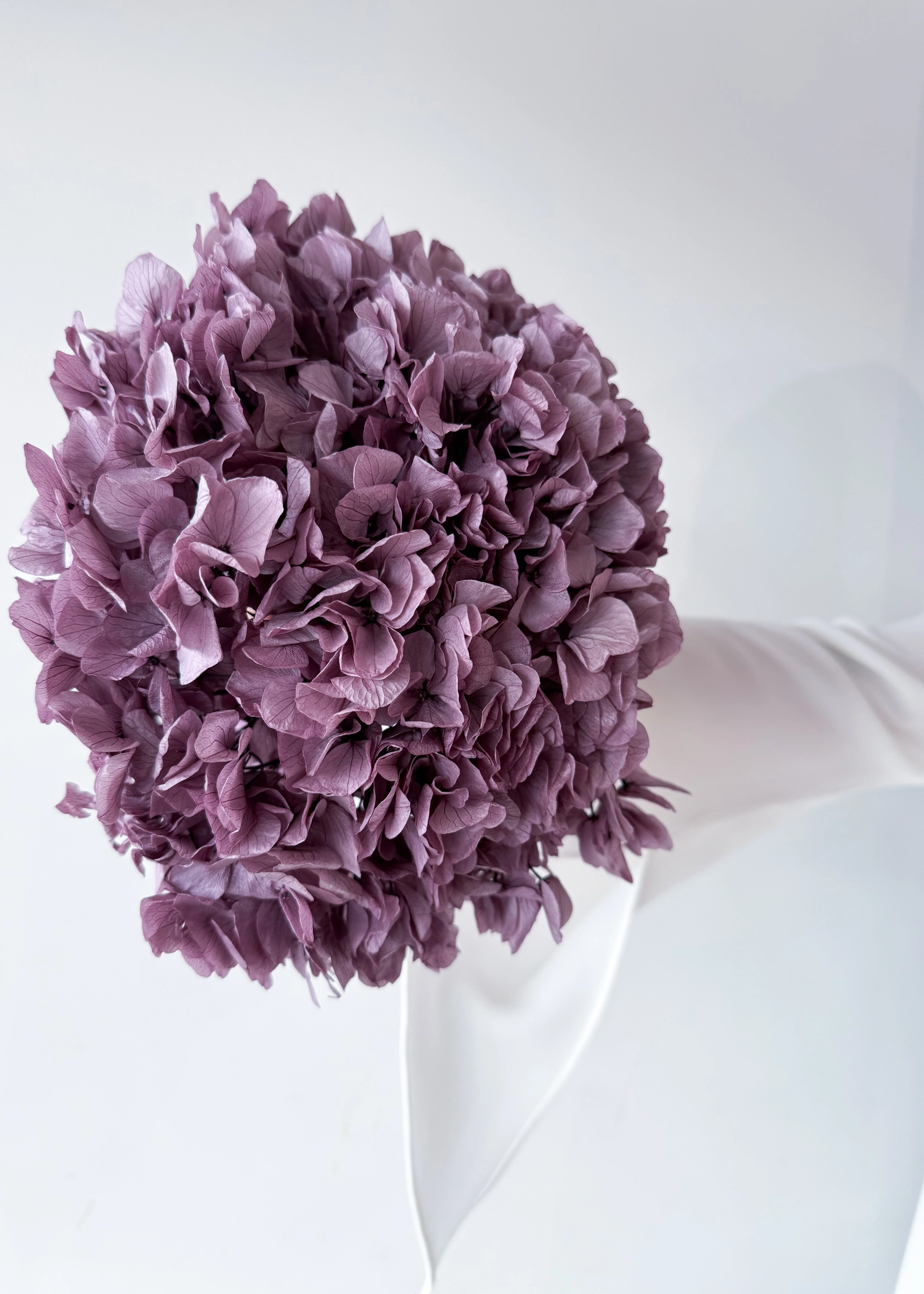 PRESERVED HYDRANGEA STEM I TARO PURPLE I LARGE-LEAF