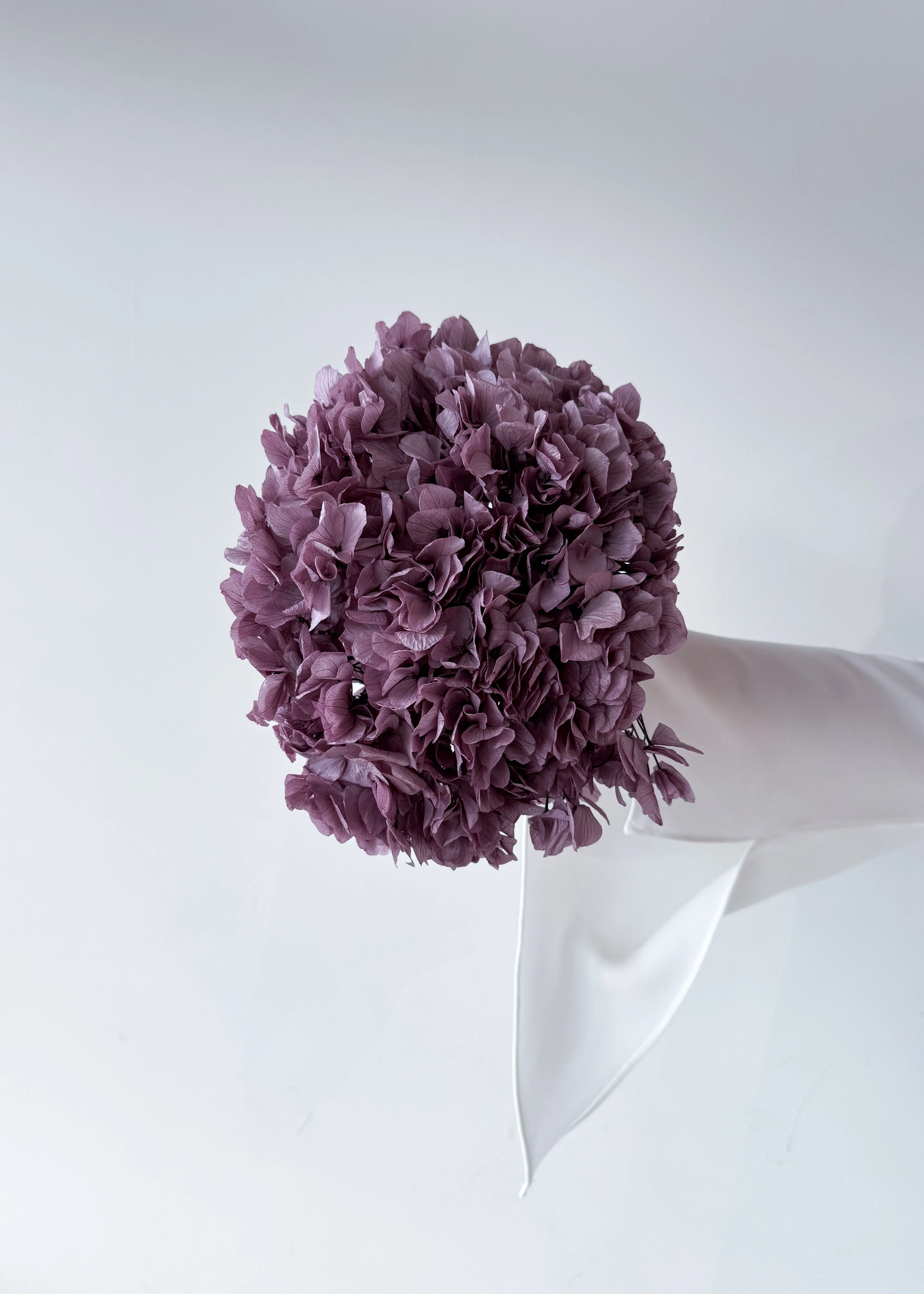 PRESERVED HYDRANGEA STEM I TARO PURPLE I LARGE-LEAF - Image 3