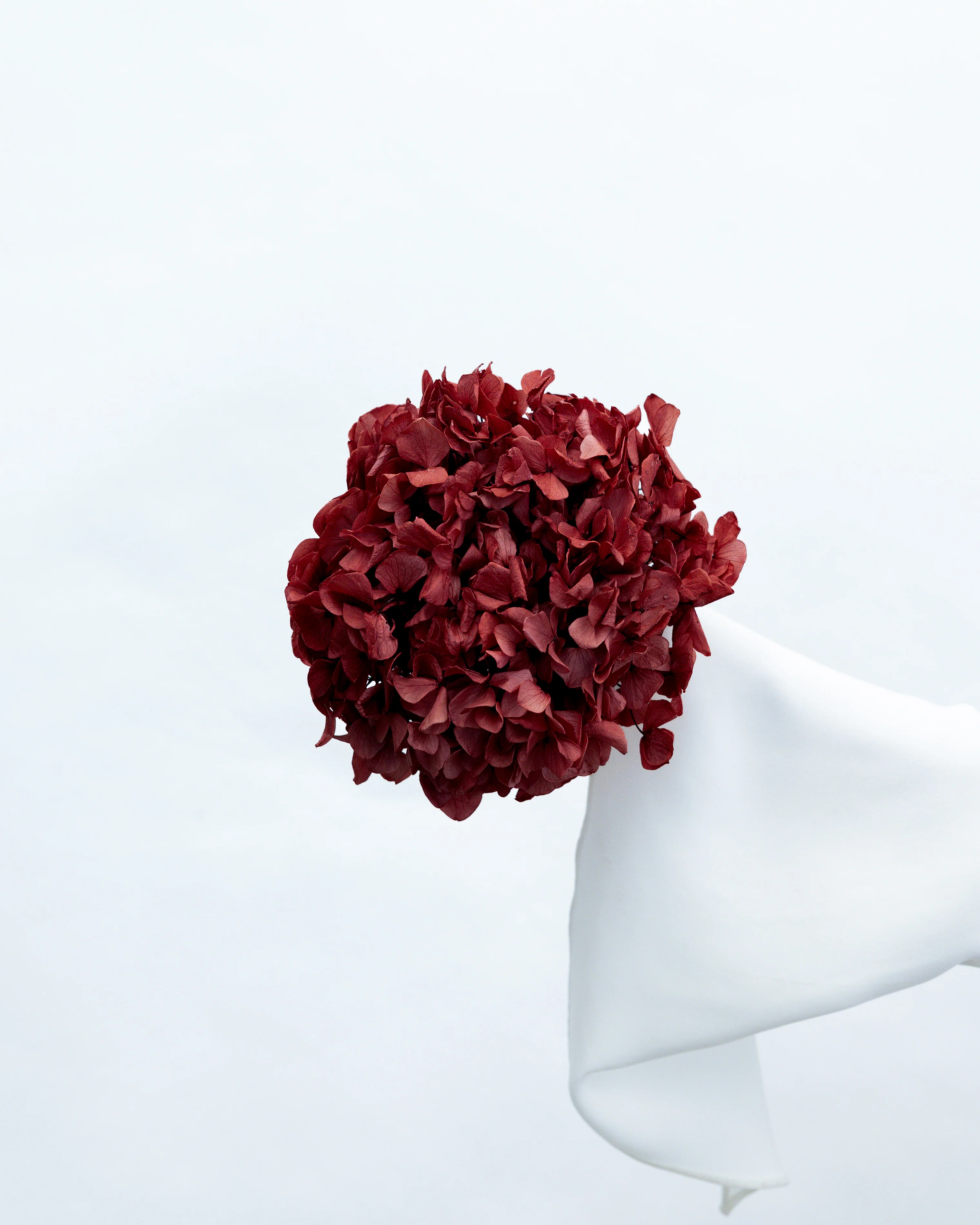 PRESERVED HYDRANGEA STEM I WINE RED I LARGE-LEAF