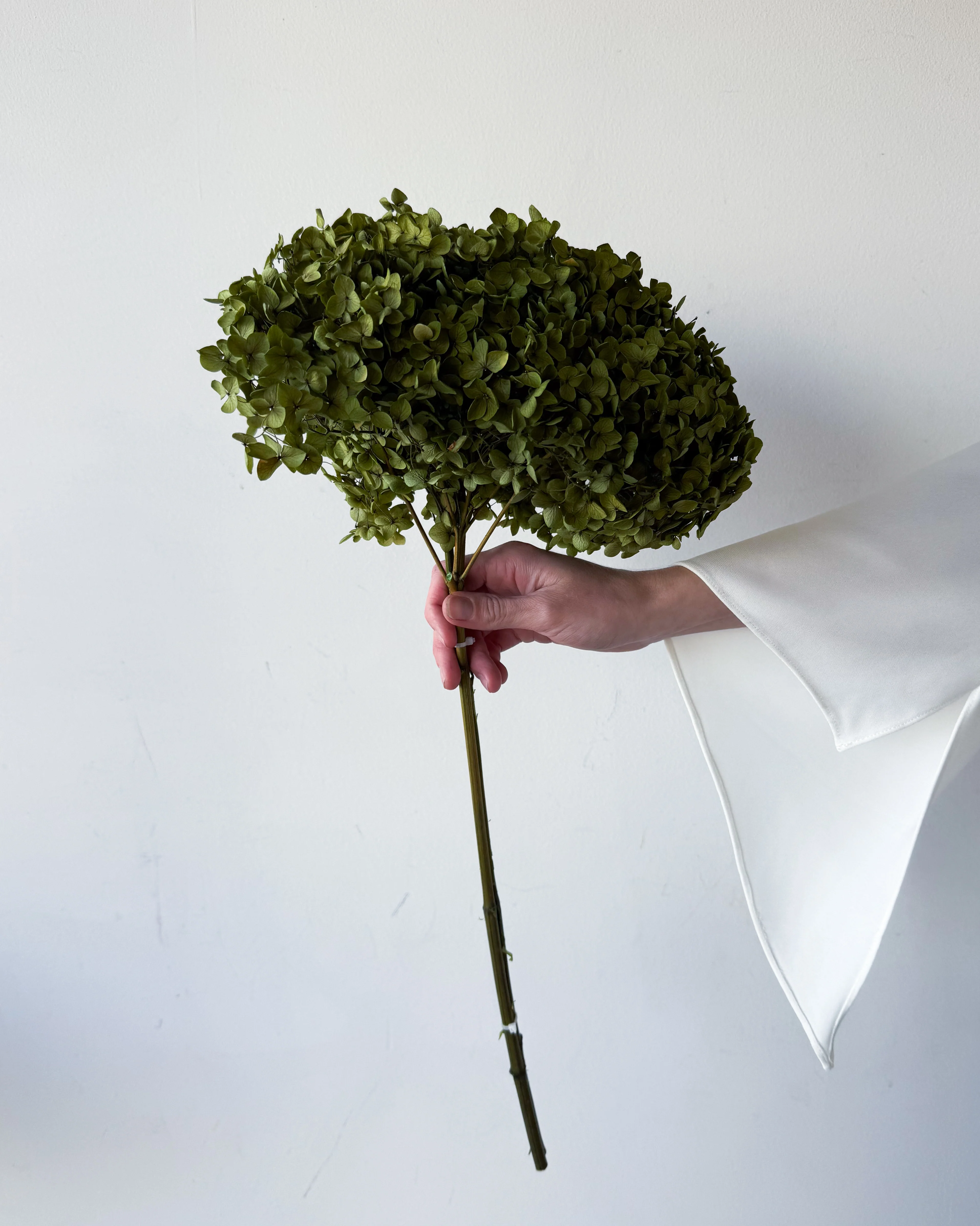 PRESERVED HYDRANGEA STEM | OLIVE GREEN | SMALL-LEAF - Image 2