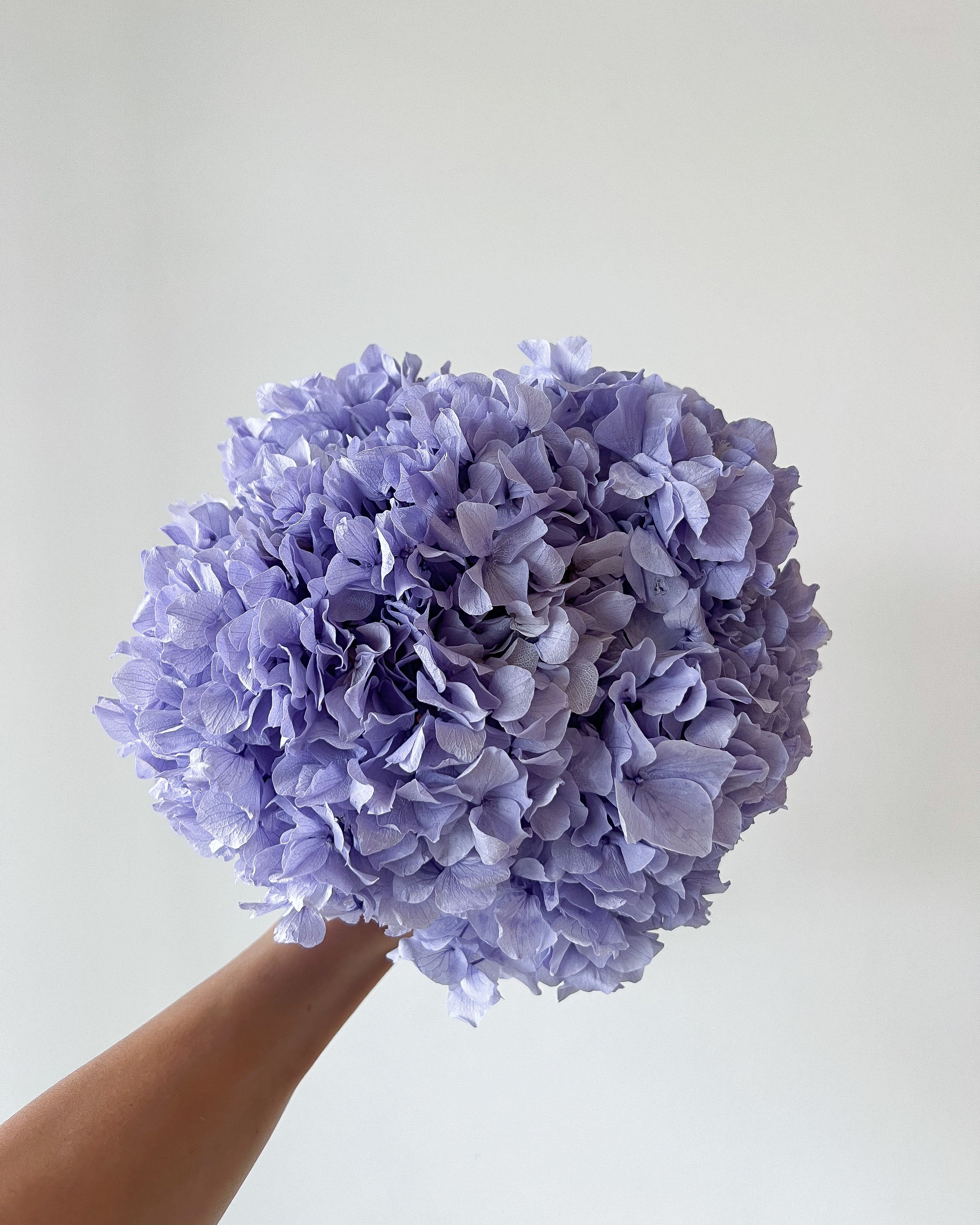 PRESERVED HYDRANGEA STEM I LAVENDER I LARGE-LEAF I - Image 4