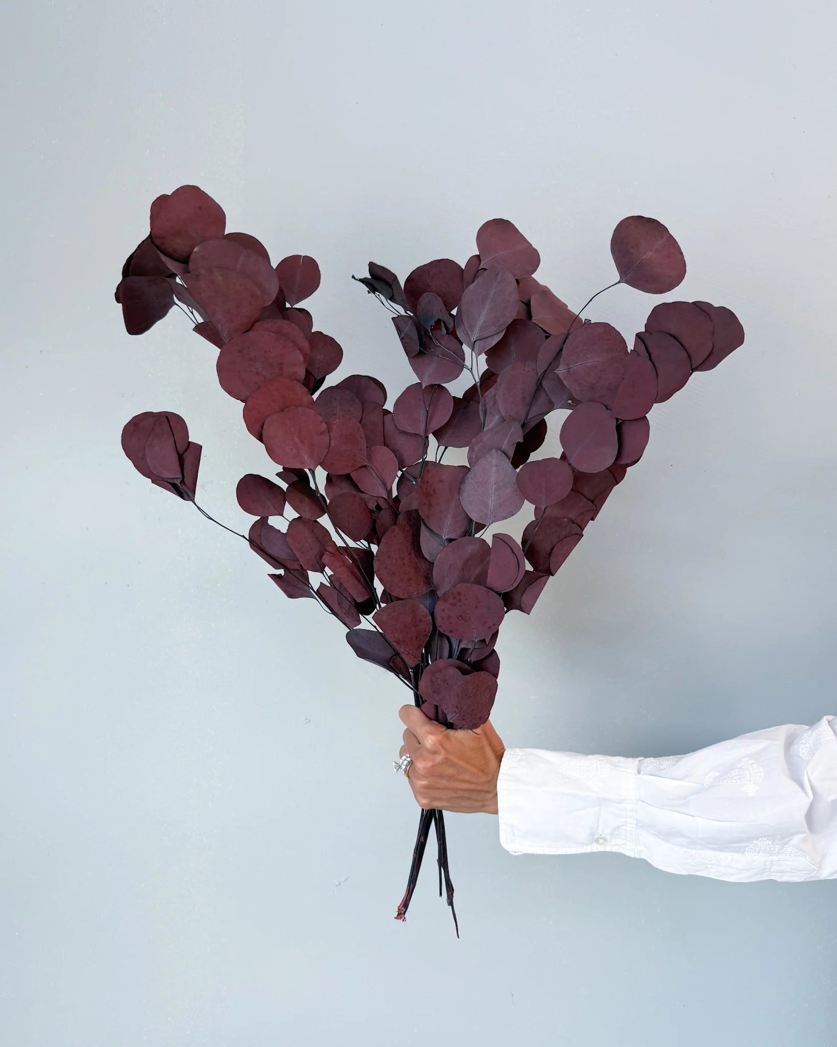PRESERVED POLYGUM FOLIAGE | BURGUNDY - Image 2