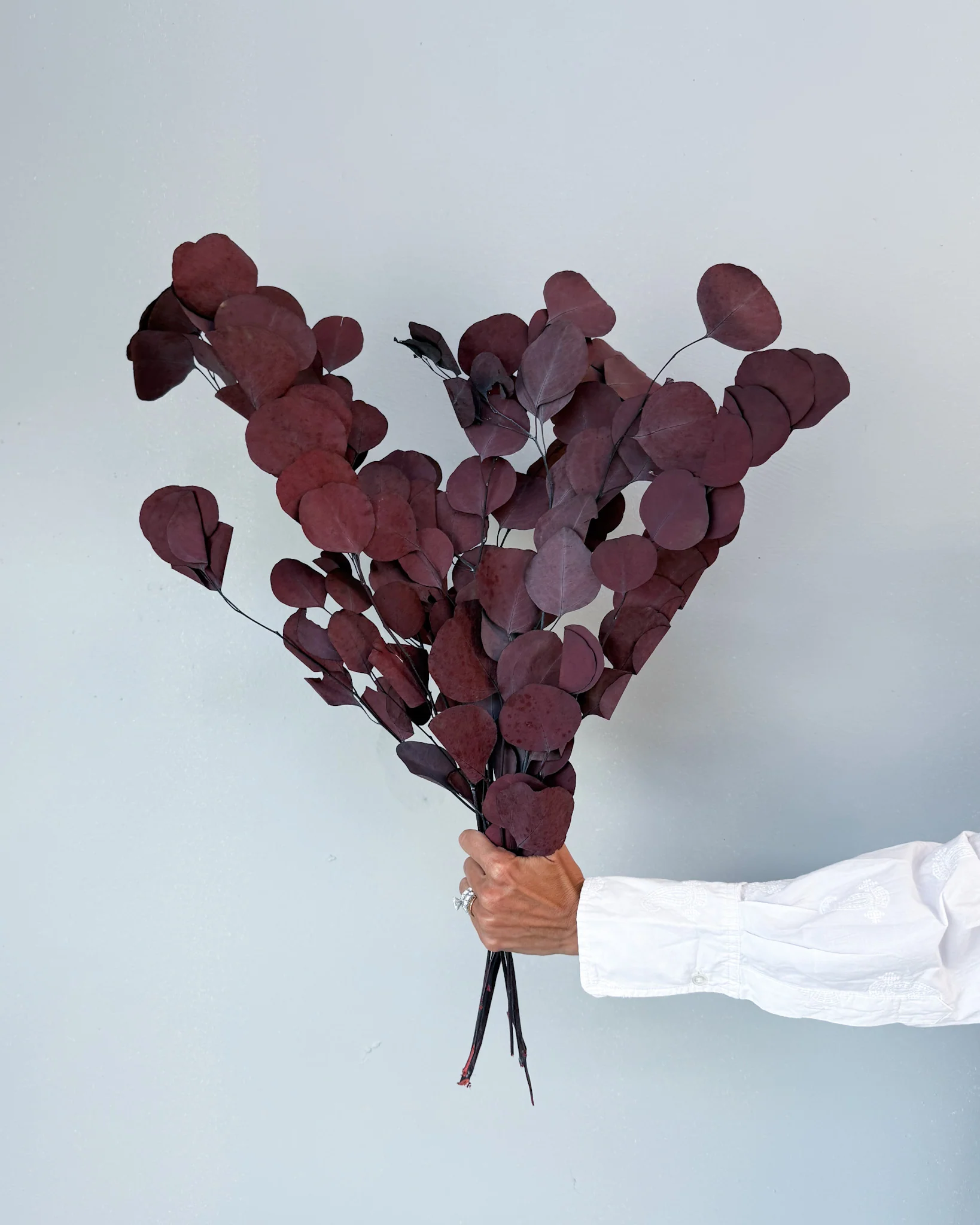 PRESERVED POLYGUM FOLIAGE | BURGUNDY - Image 3