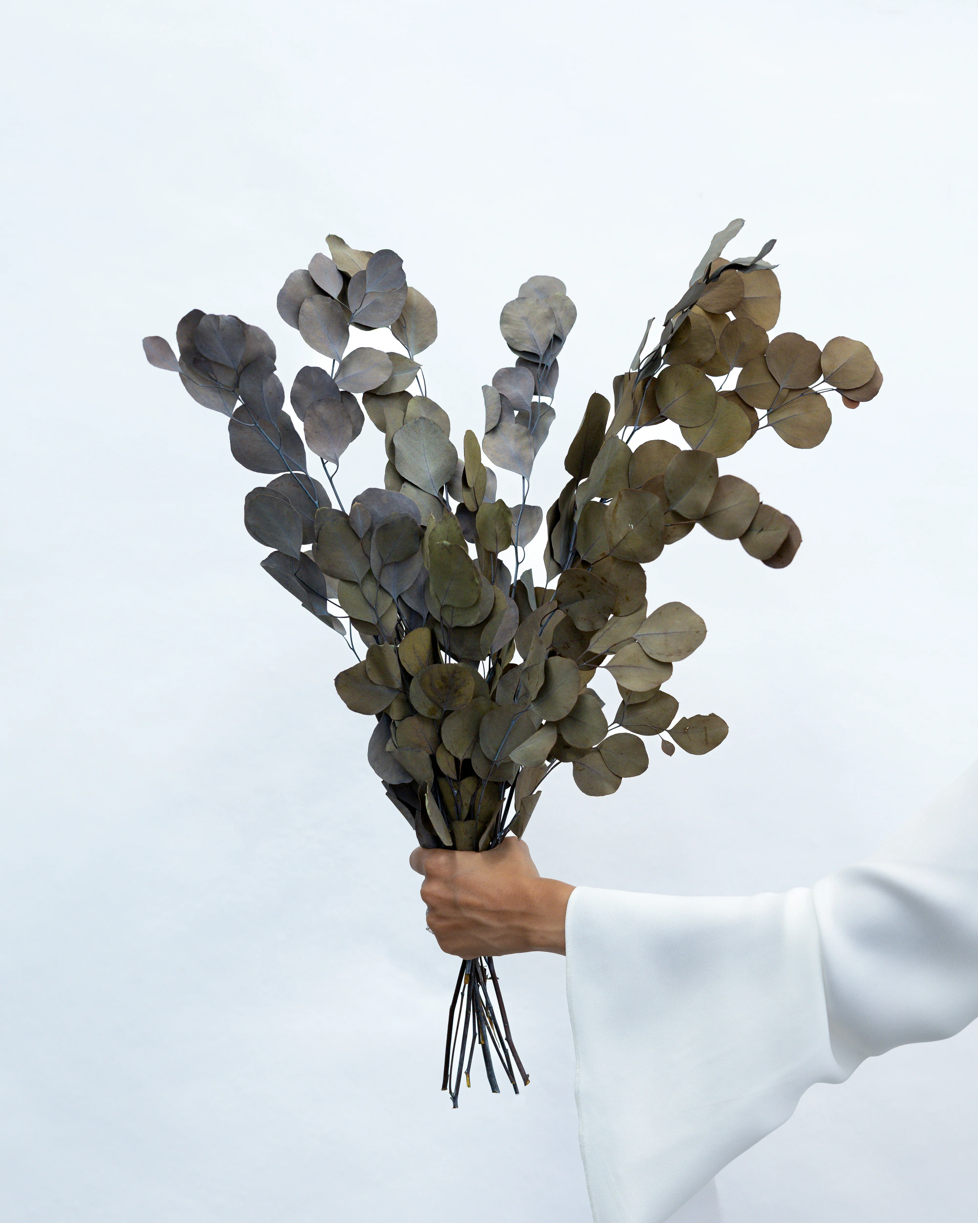 PRESERVED POLYGUM FOLIAGE | NATURAL