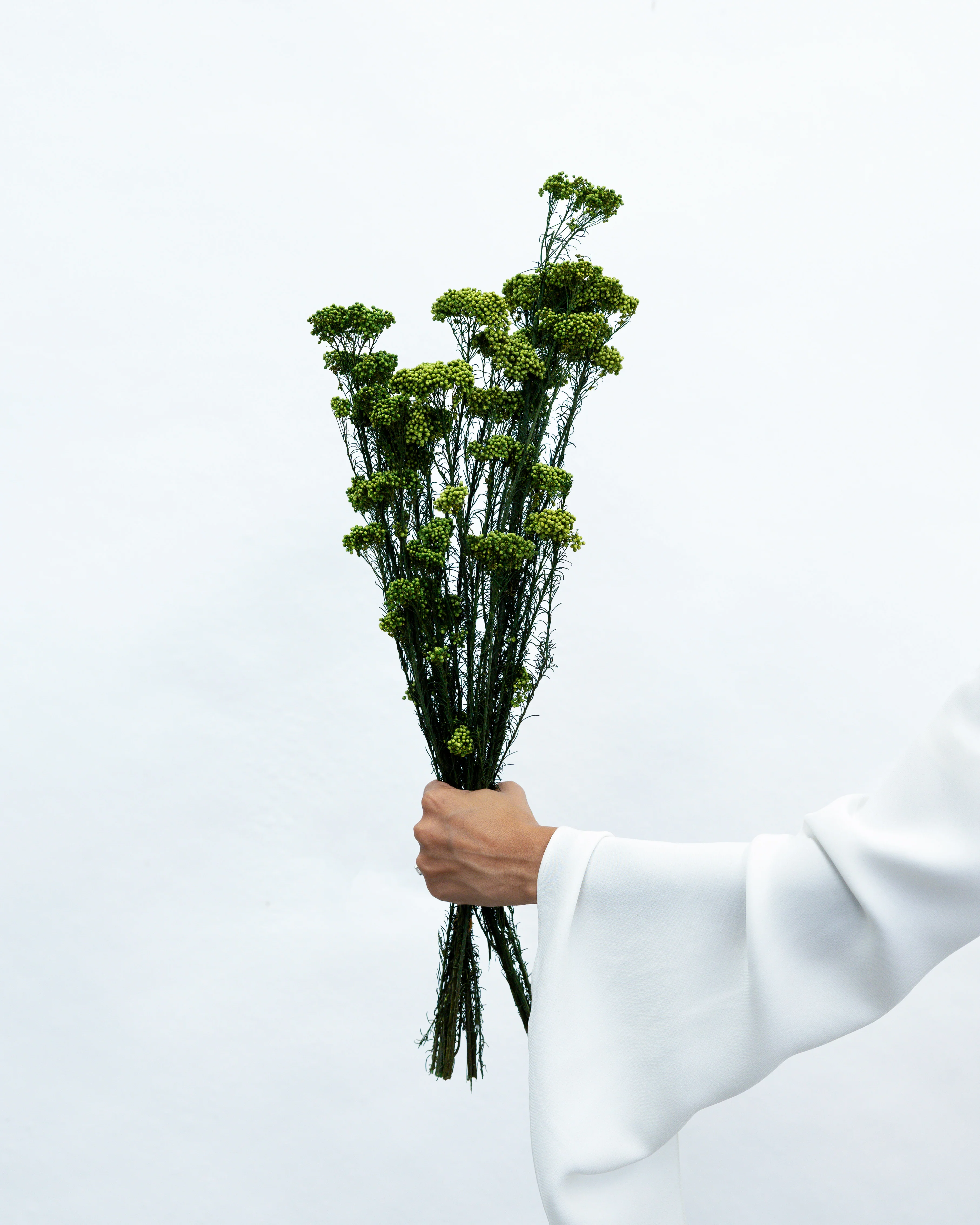 PRESERVED RICE FLOWER | DEEP GREEN