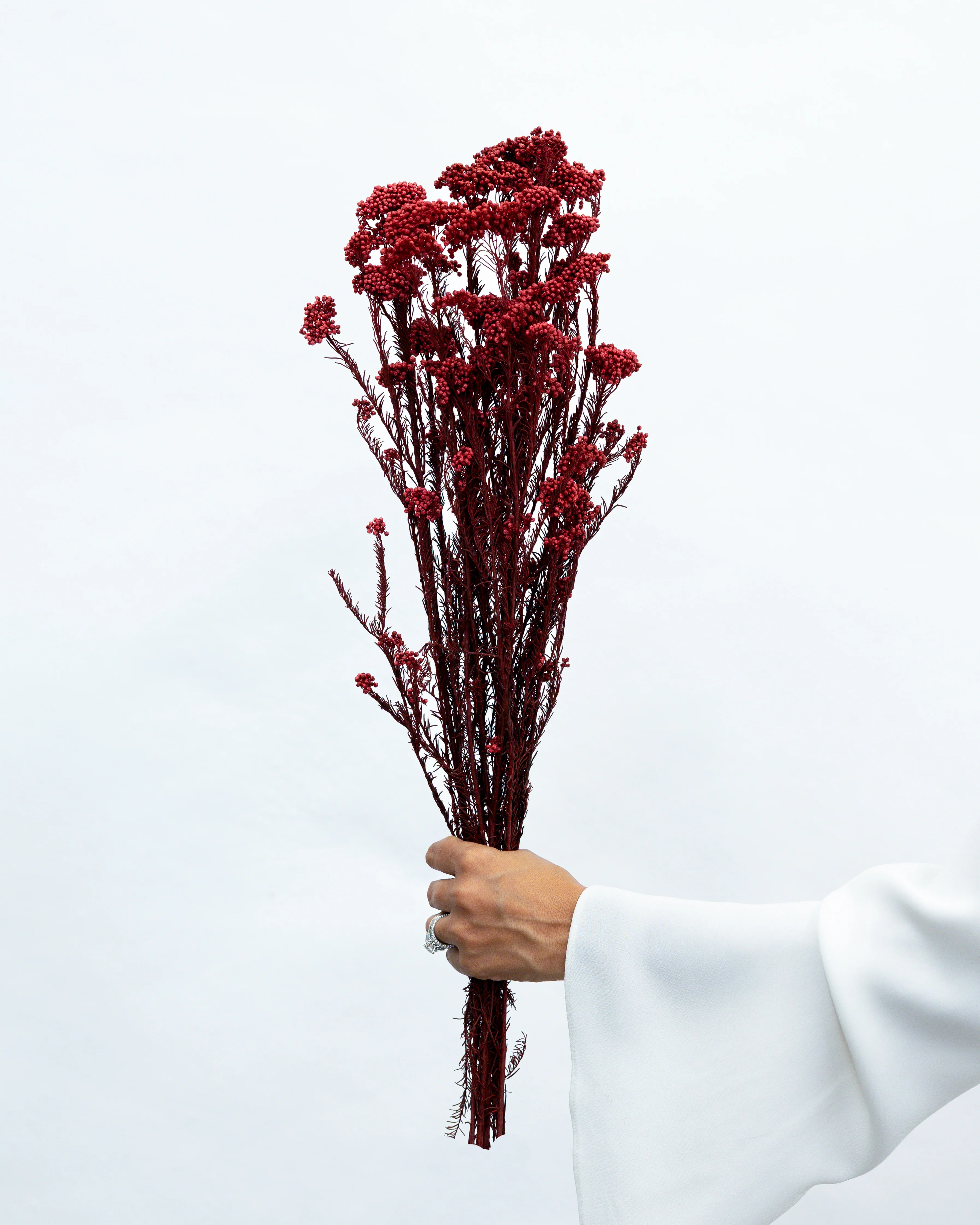 PRESERVED RICE FLOWER | DEEP RED