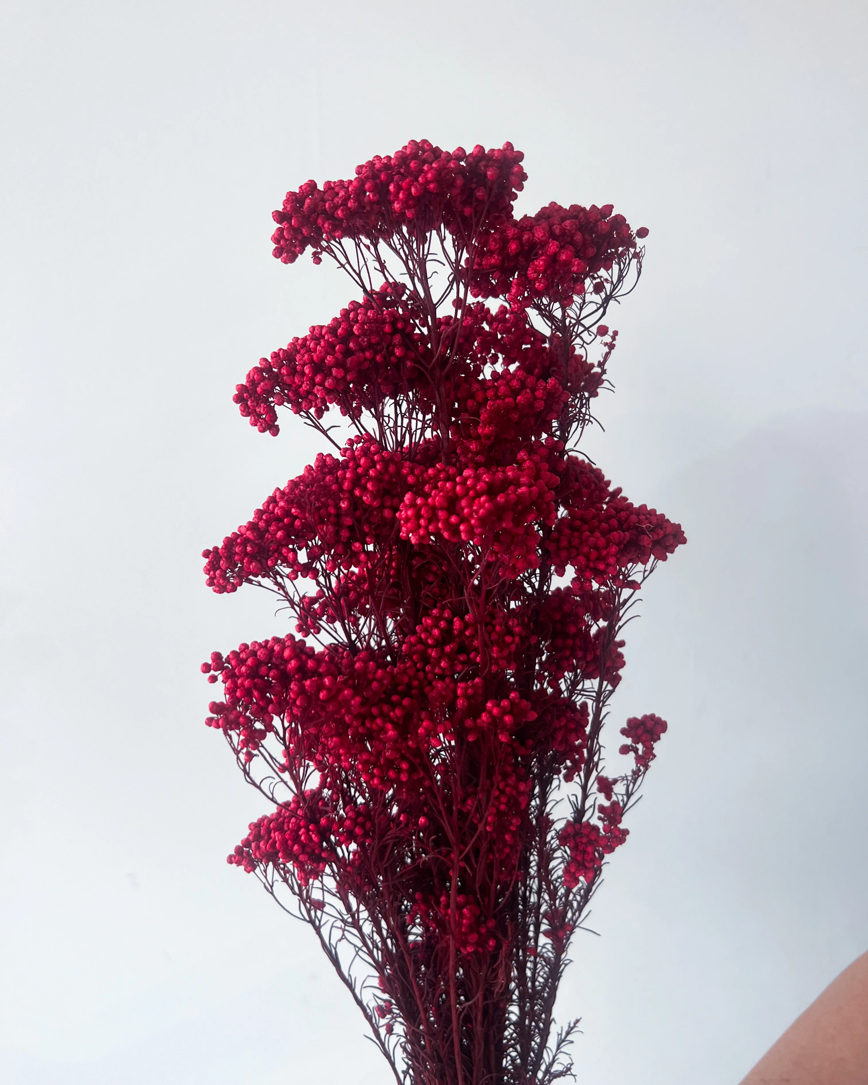 PRESERVED RICE FLOWER | DEEP RED - Image 2