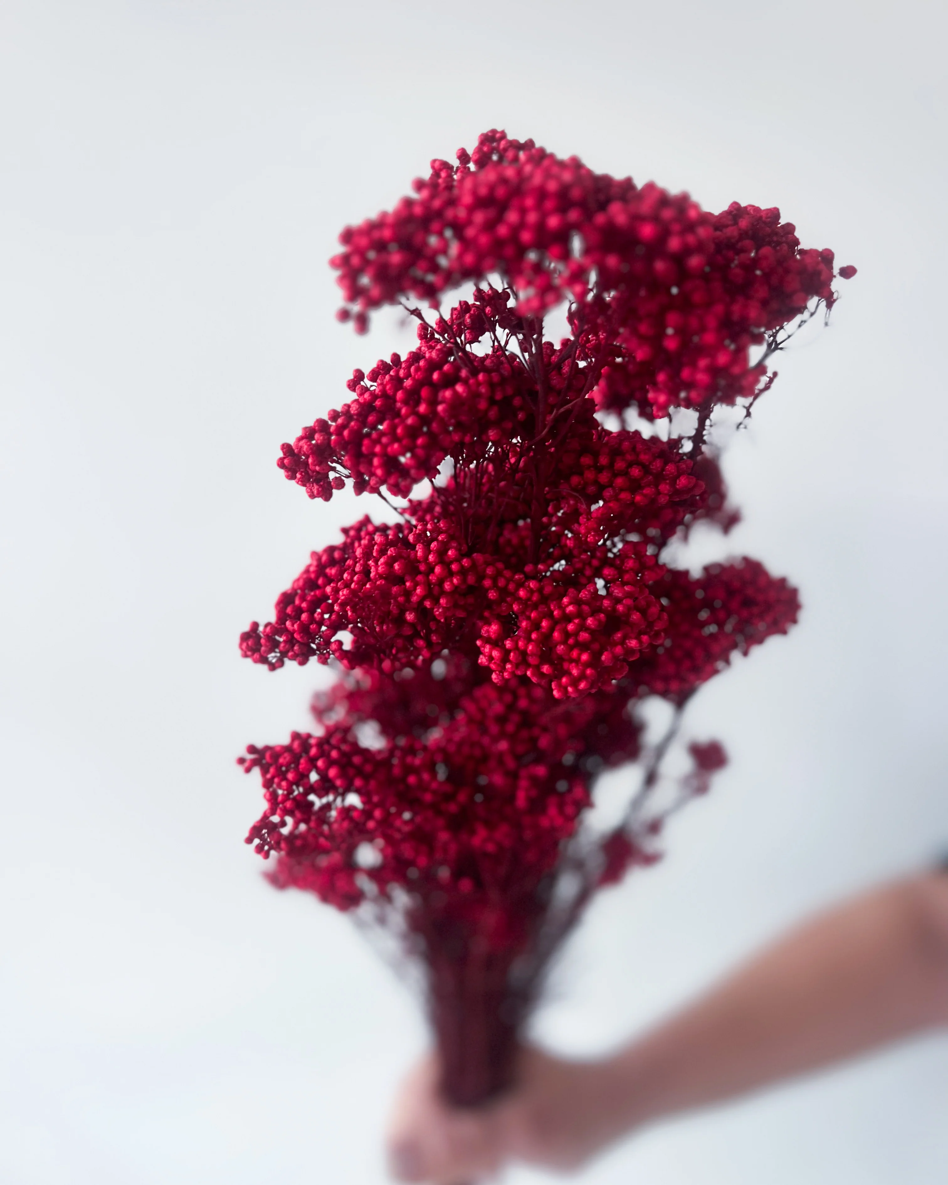 PRESERVED RICE FLOWER | DEEP RED - Image 3