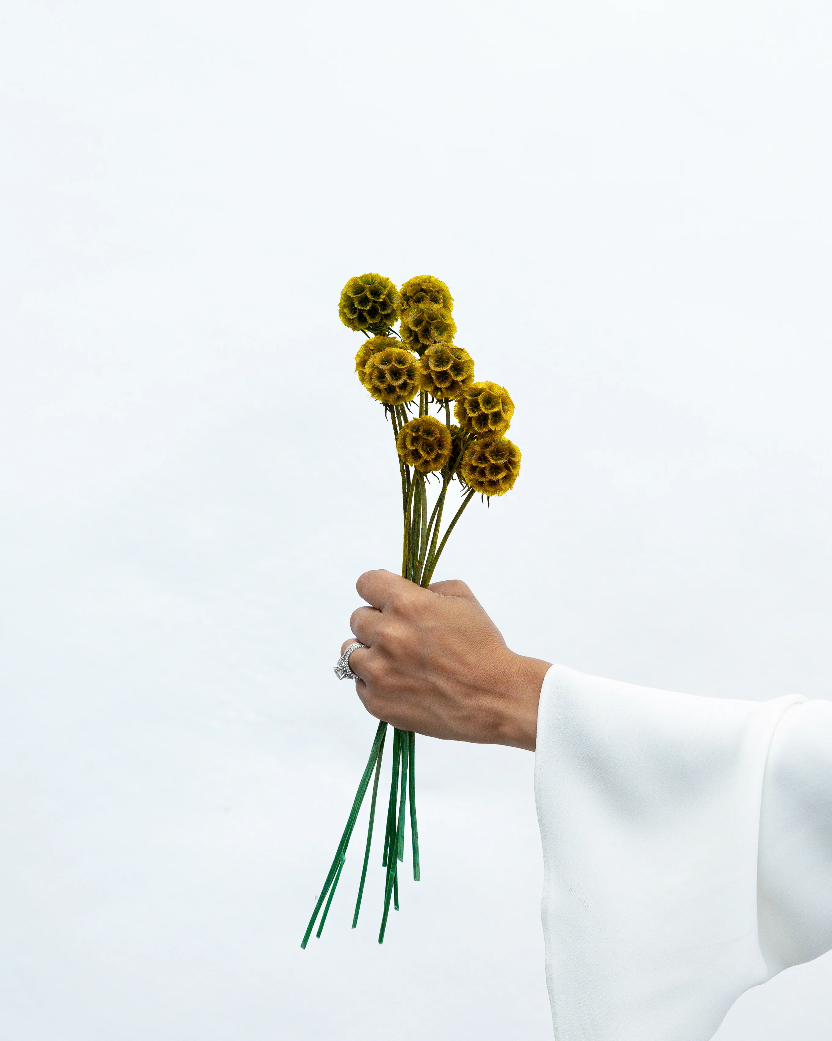 PRESERVED SCABIOSA | AUTUMN - Image 3