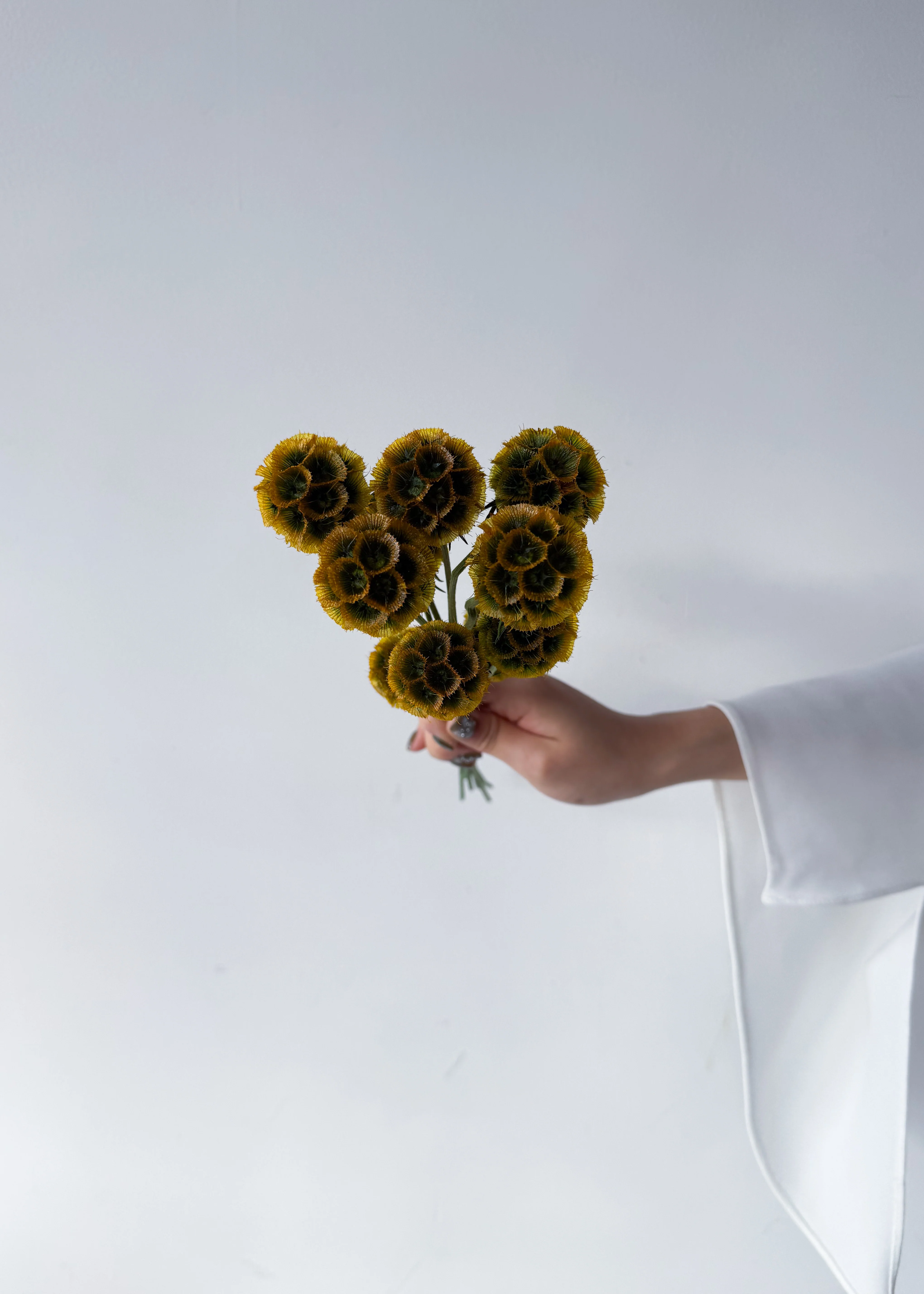 PRESERVED SCABIOSA | AUTUMN - Image 6