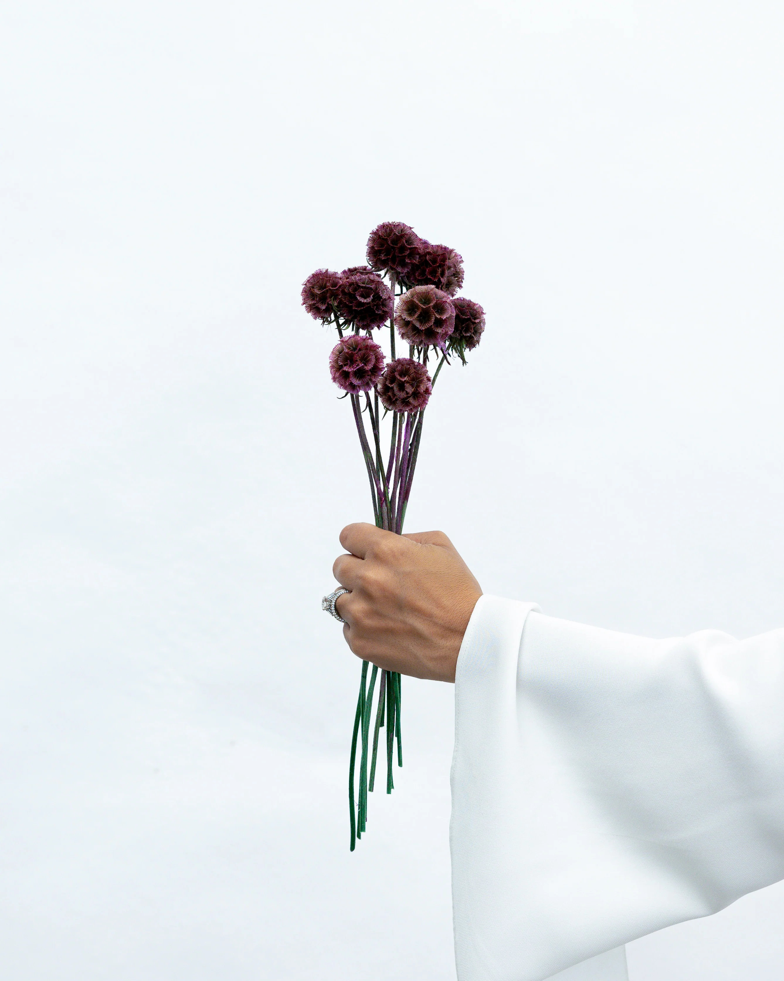 PRESERVED SCABIOSA | DEEP ROSE PINK - Image 2