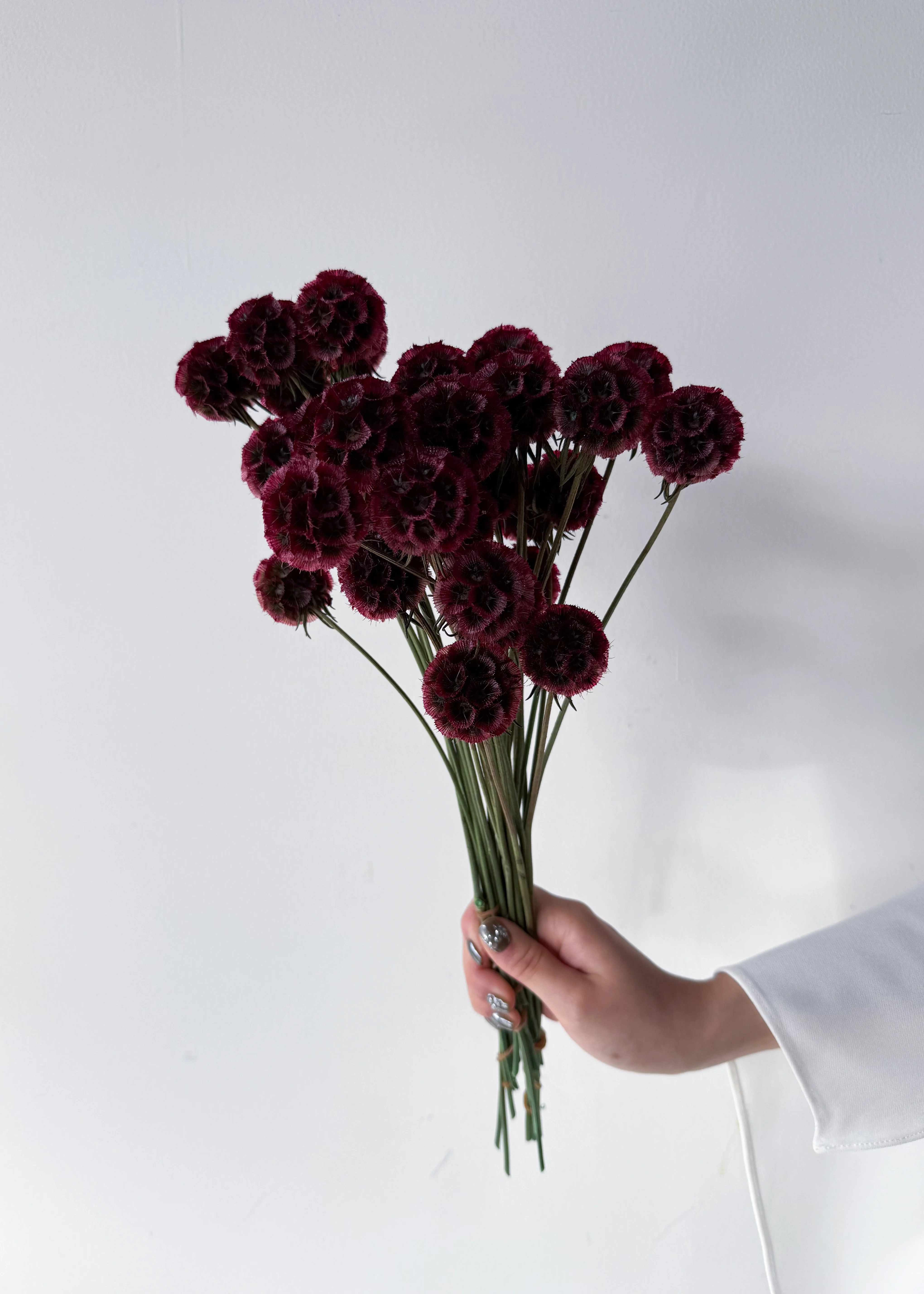 PRESERVED SCABIOSA | DEEP ROSE PINK - Image 4