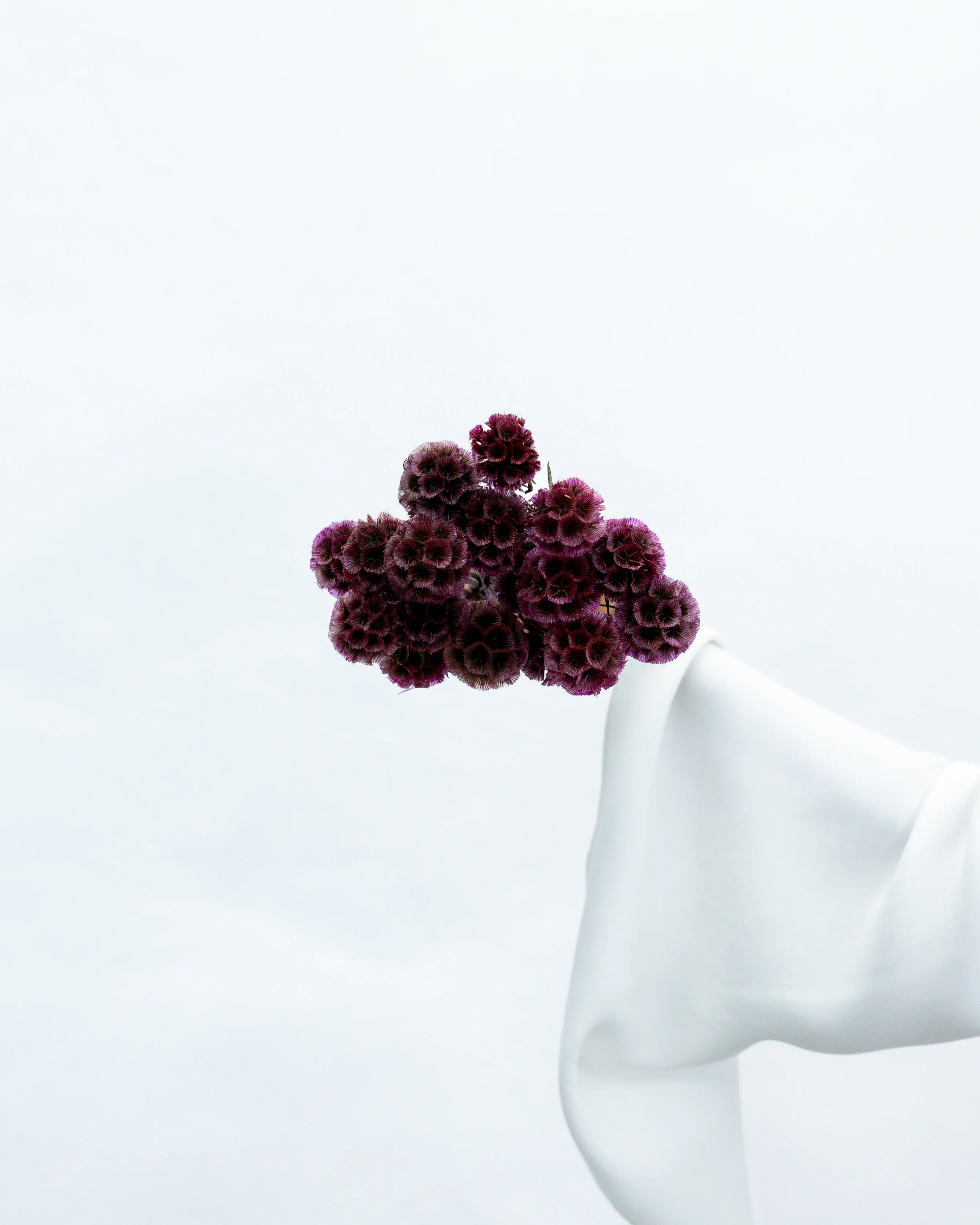 PRESERVED SCABIOSA | DEEP PURPLE