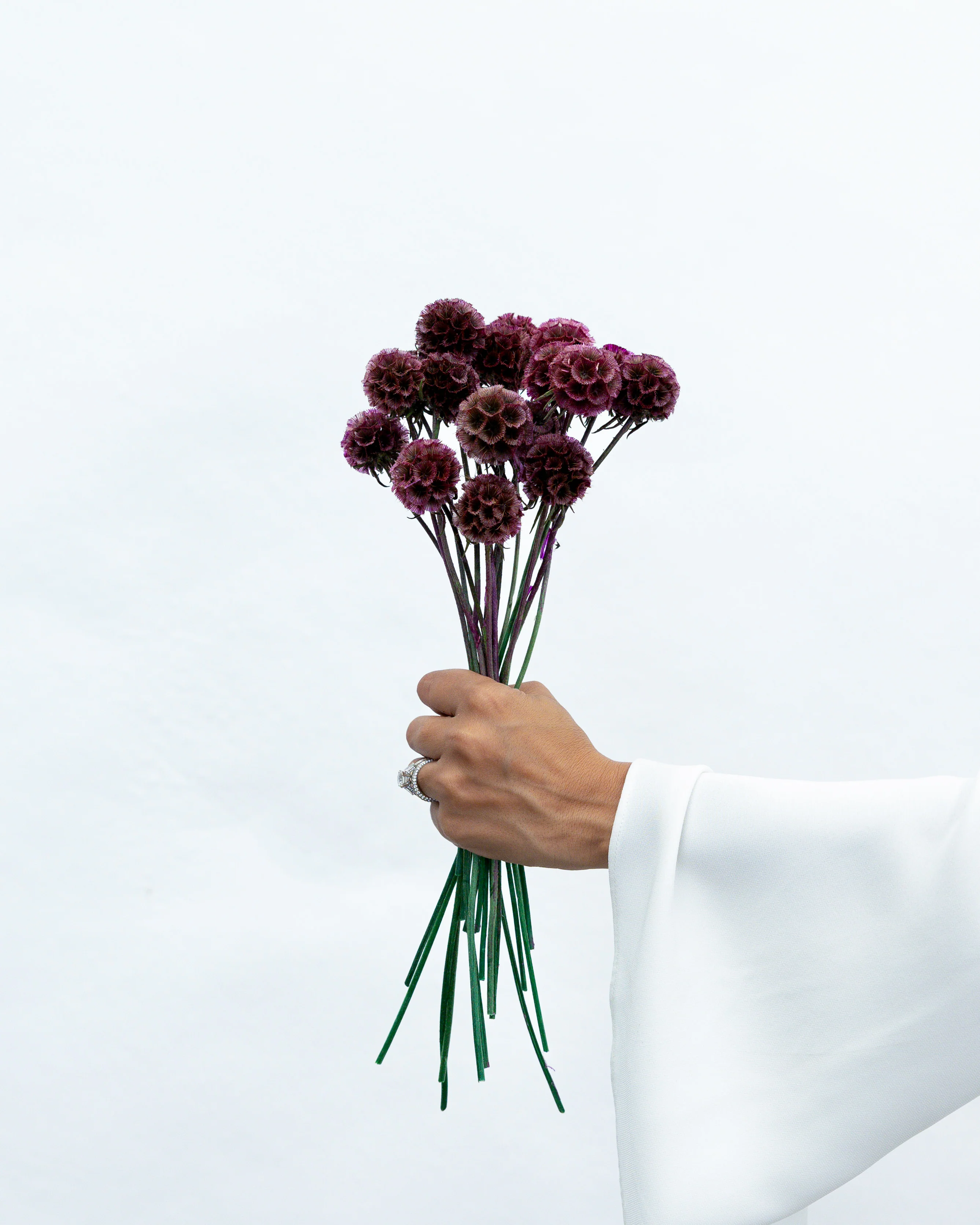 PRESERVED SCABIOSA | DEEP PURPLE - Image 3
