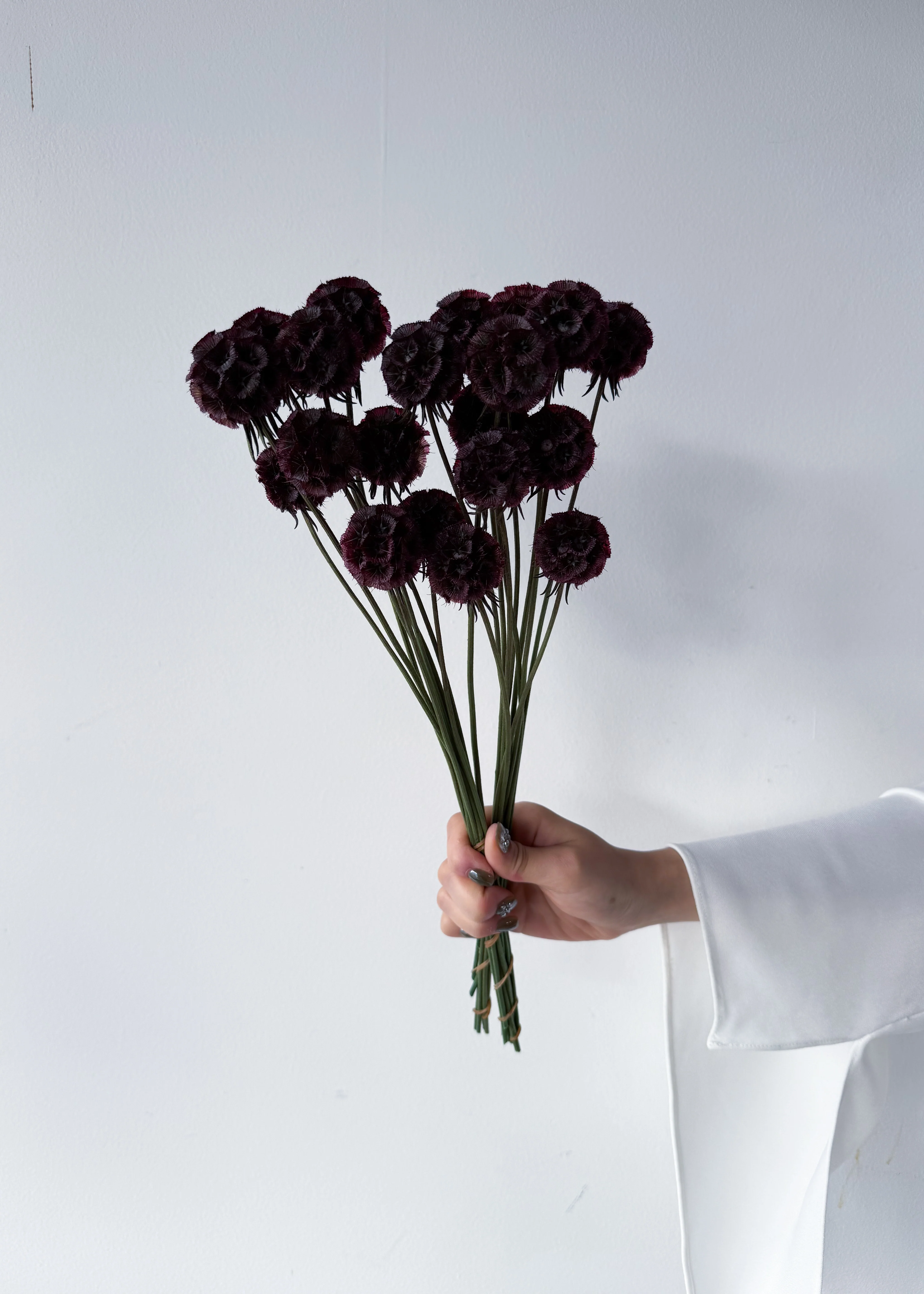 PRESERVED SCABIOSA | DEEP PURPLE - Image 4