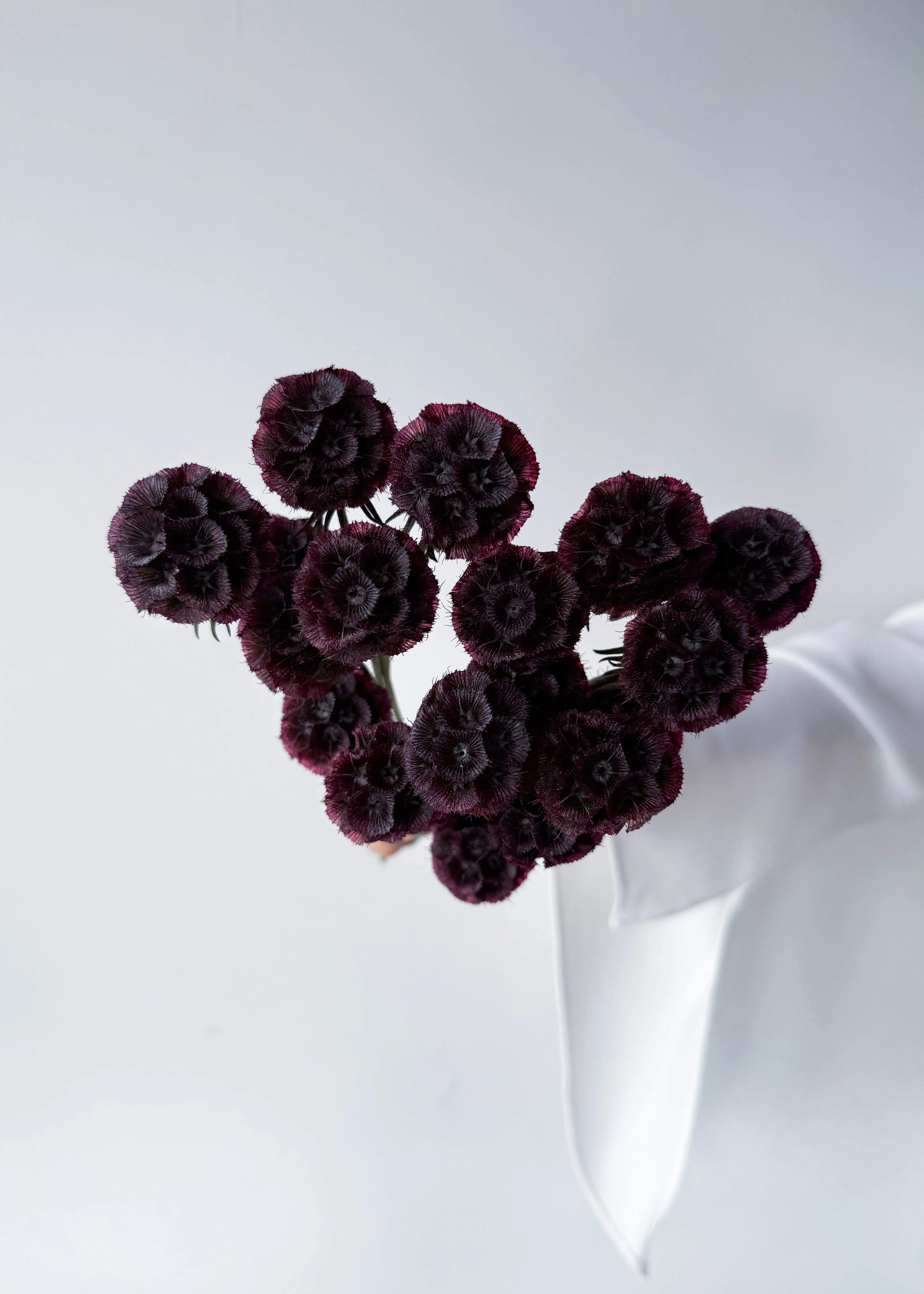 PRESERVED SCABIOSA | DEEP PURPLE - Image 6