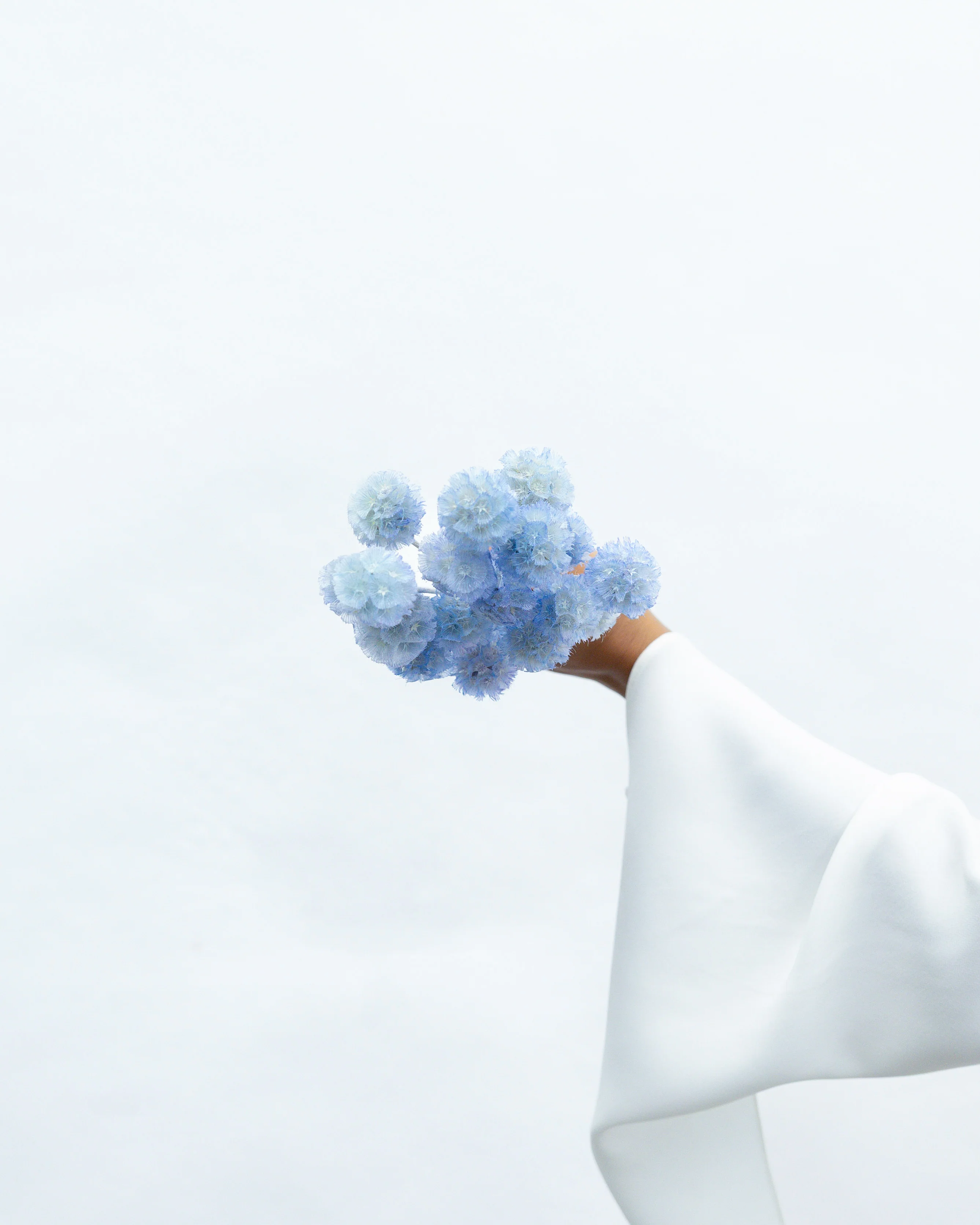 PRESERVED SCABIOSA | SKY BLUE