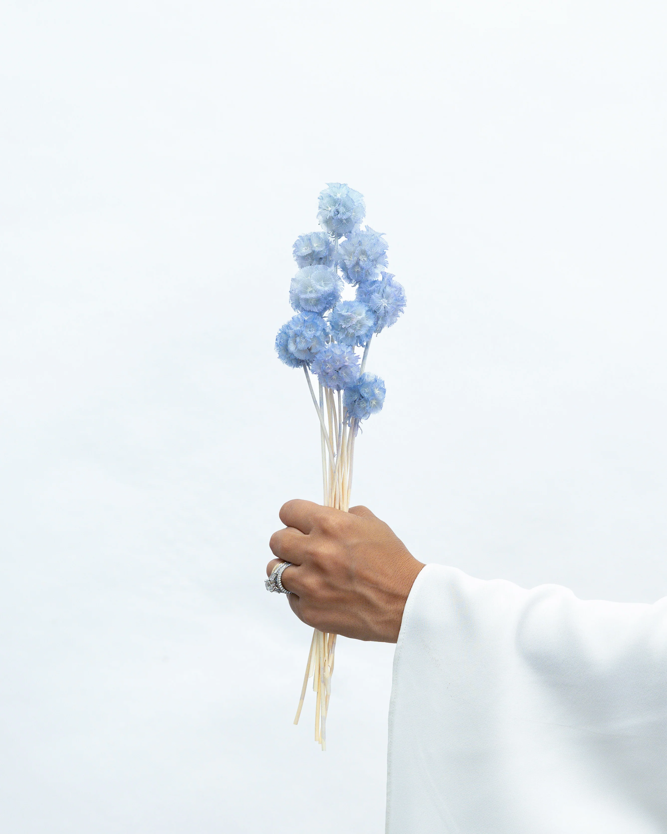 PRESERVED SCABIOSA | SKY BLUE - Image 2