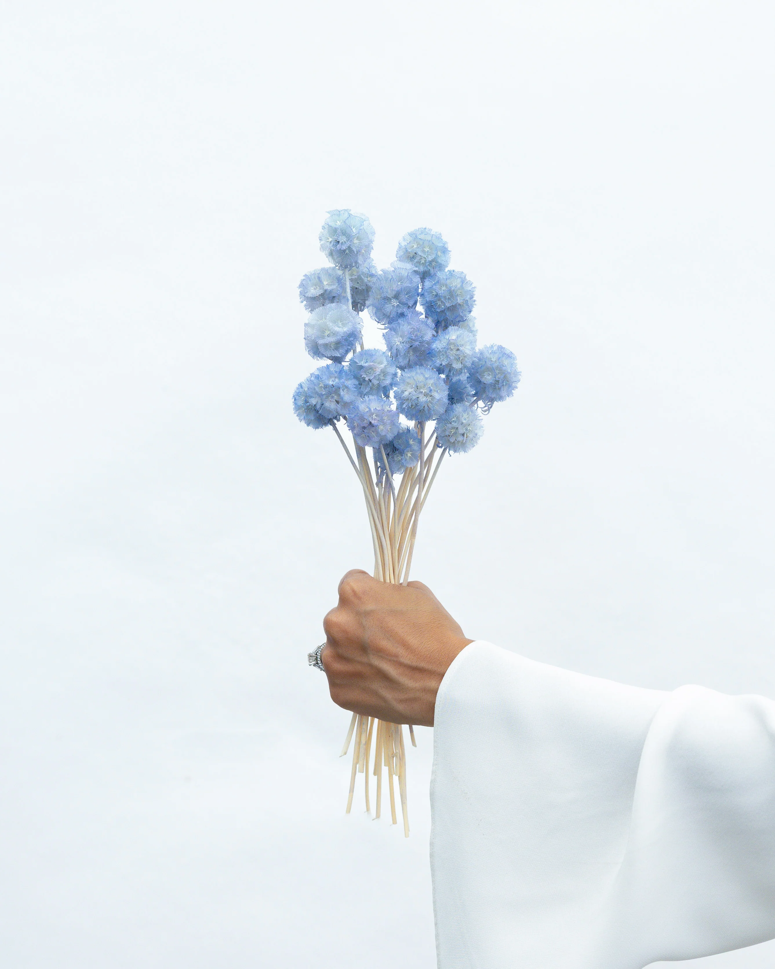 PRESERVED SCABIOSA | SKY BLUE - Image 3