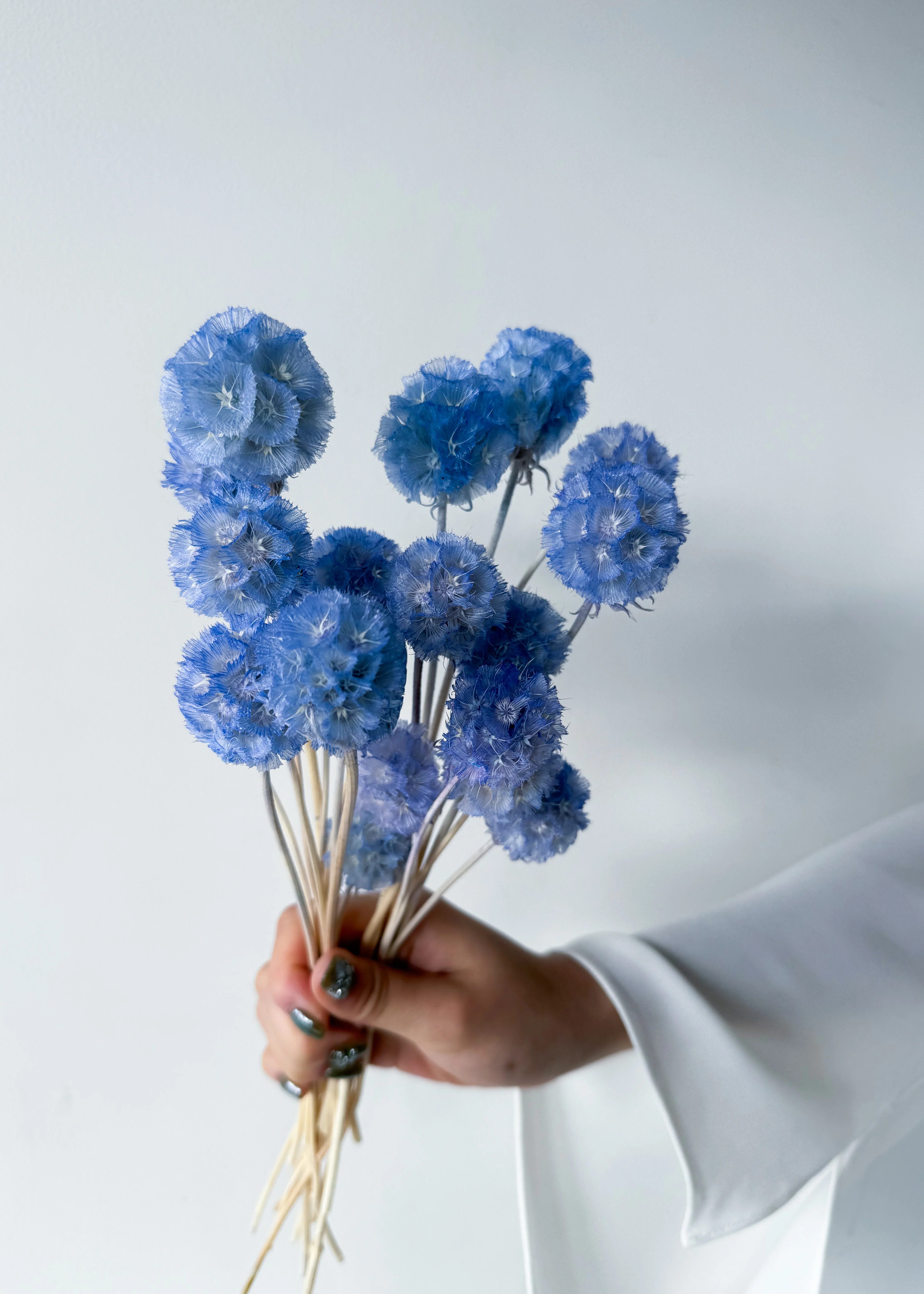 PRESERVED SCABIOSA | SKY BLUE - Image 6
