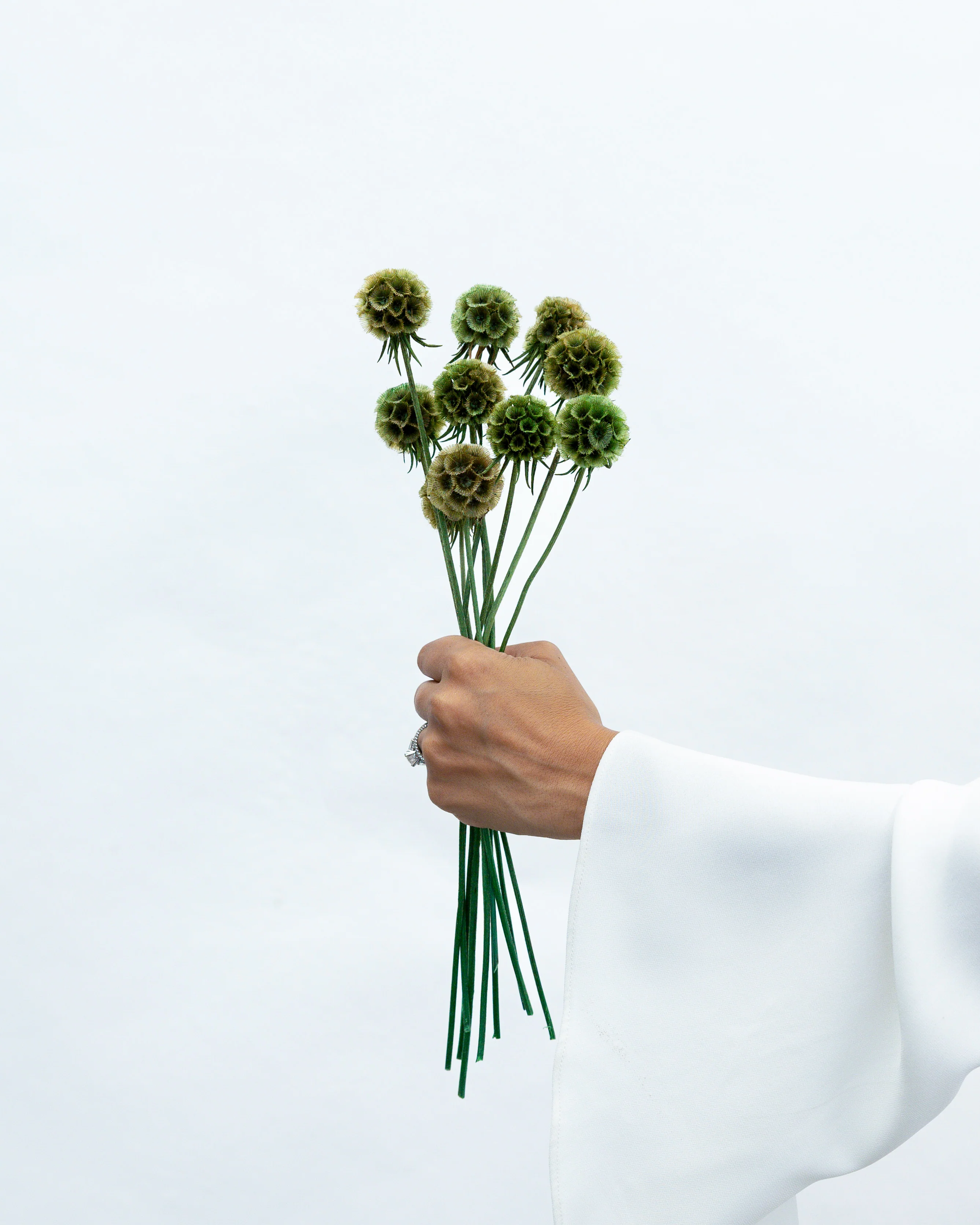 PRESERVED SCABIOSA | OLIVE GREEN - Image 2