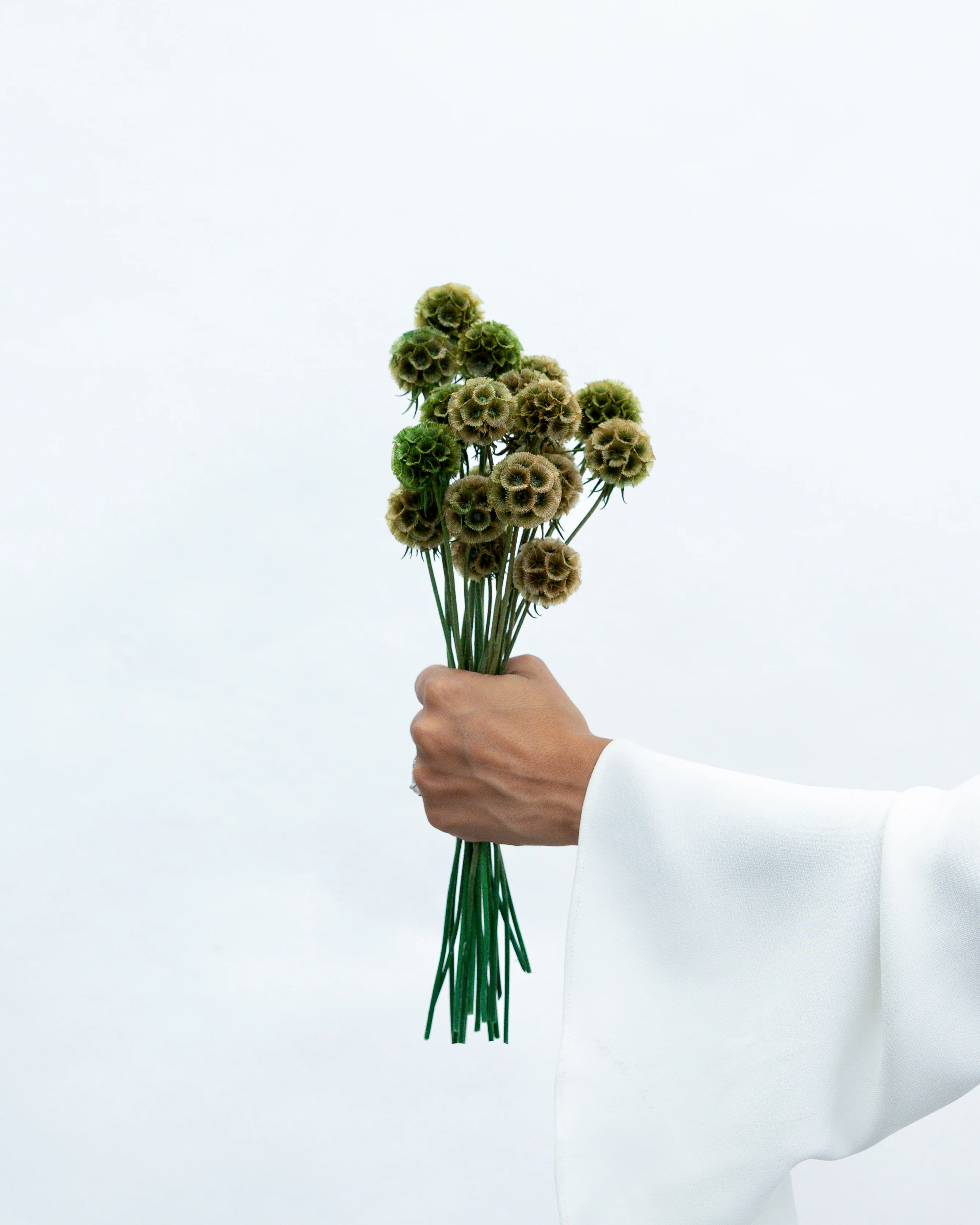 PRESERVED SCABIOSA | OLIVE GREEN - Image 3