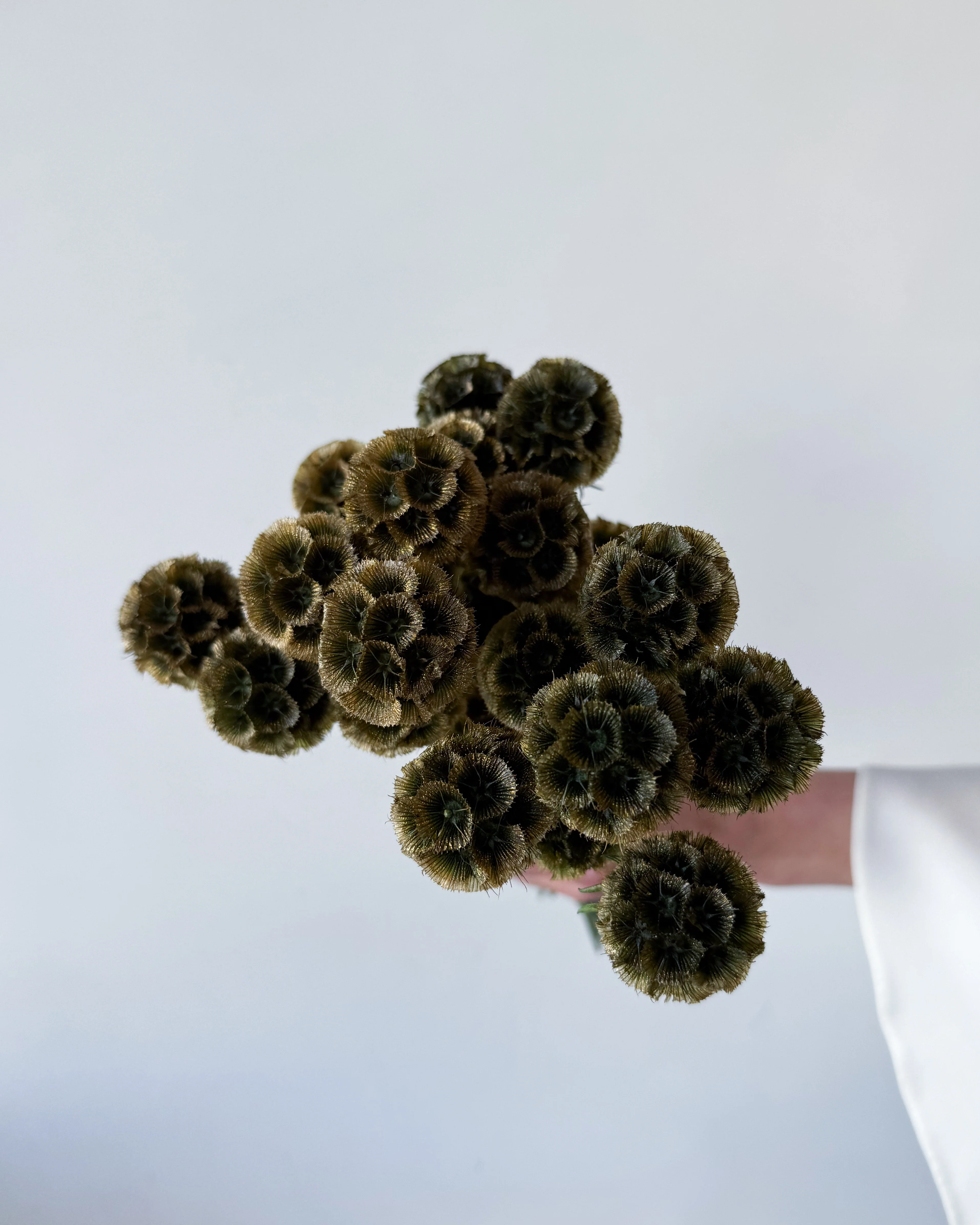PRESERVED SCABIOSA | OLIVE GREEN - Image 4