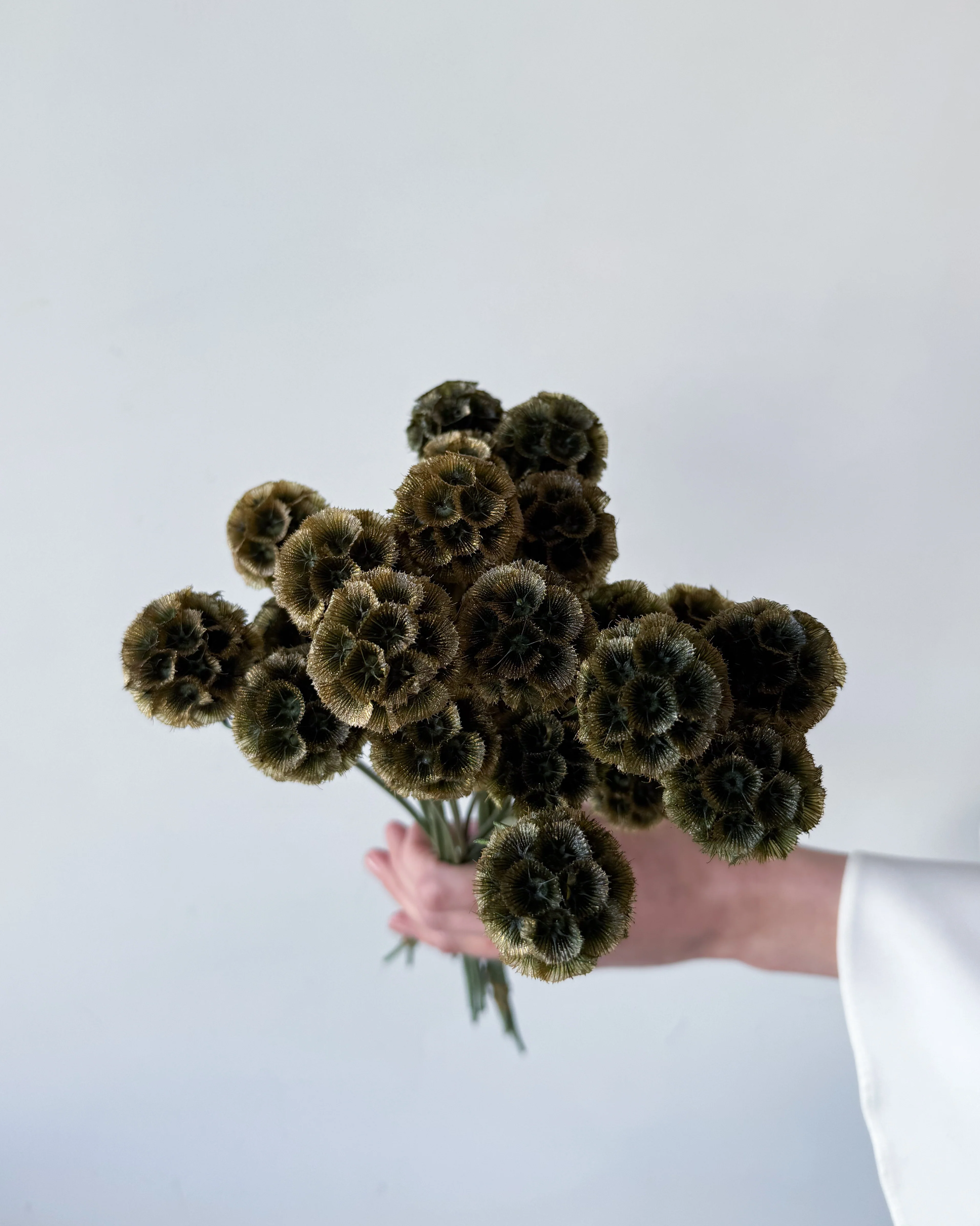 PRESERVED SCABIOSA | OLIVE GREEN - Image 5