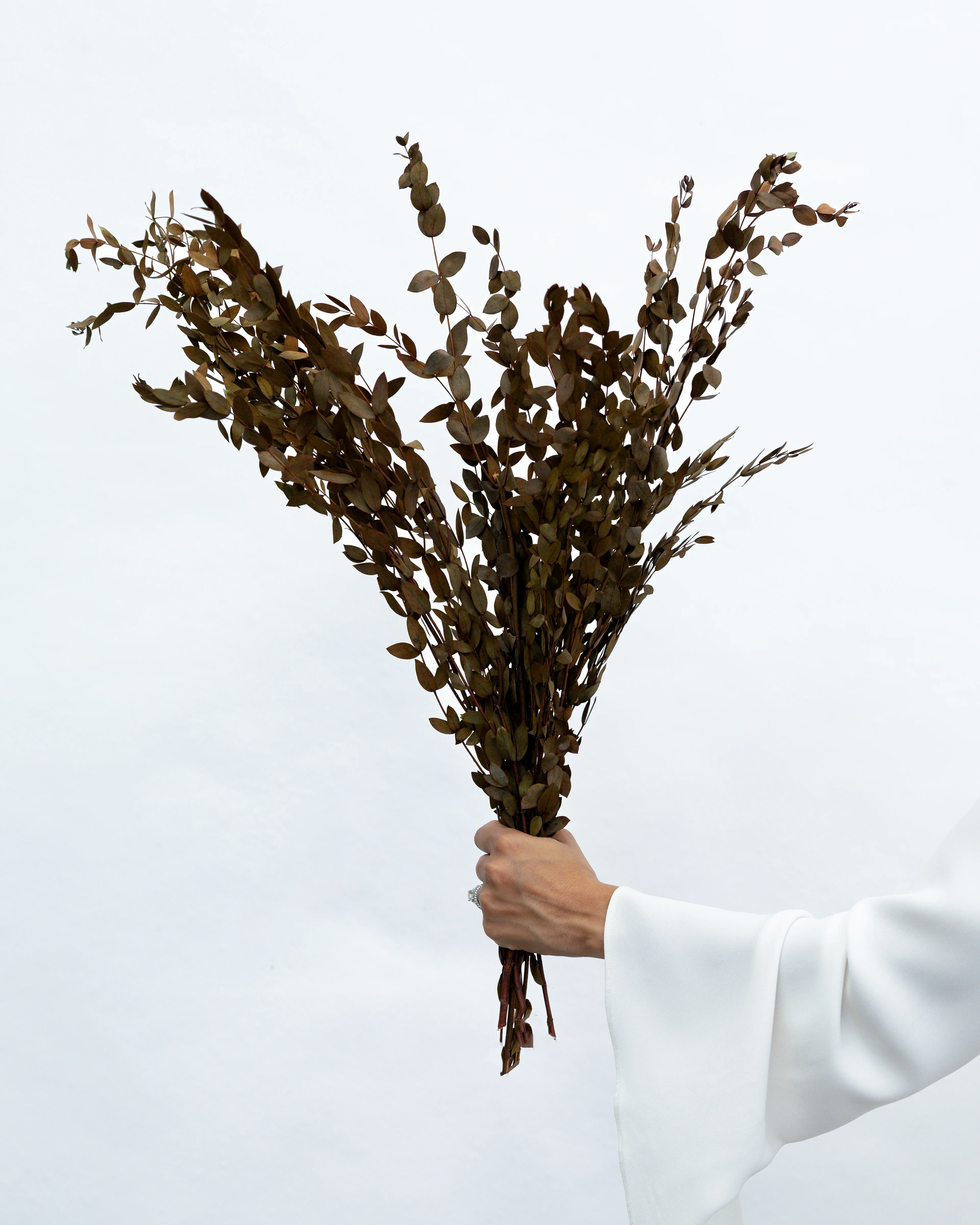 PRESERVED SMALL-LEAF GUM | DEEP NATURAL