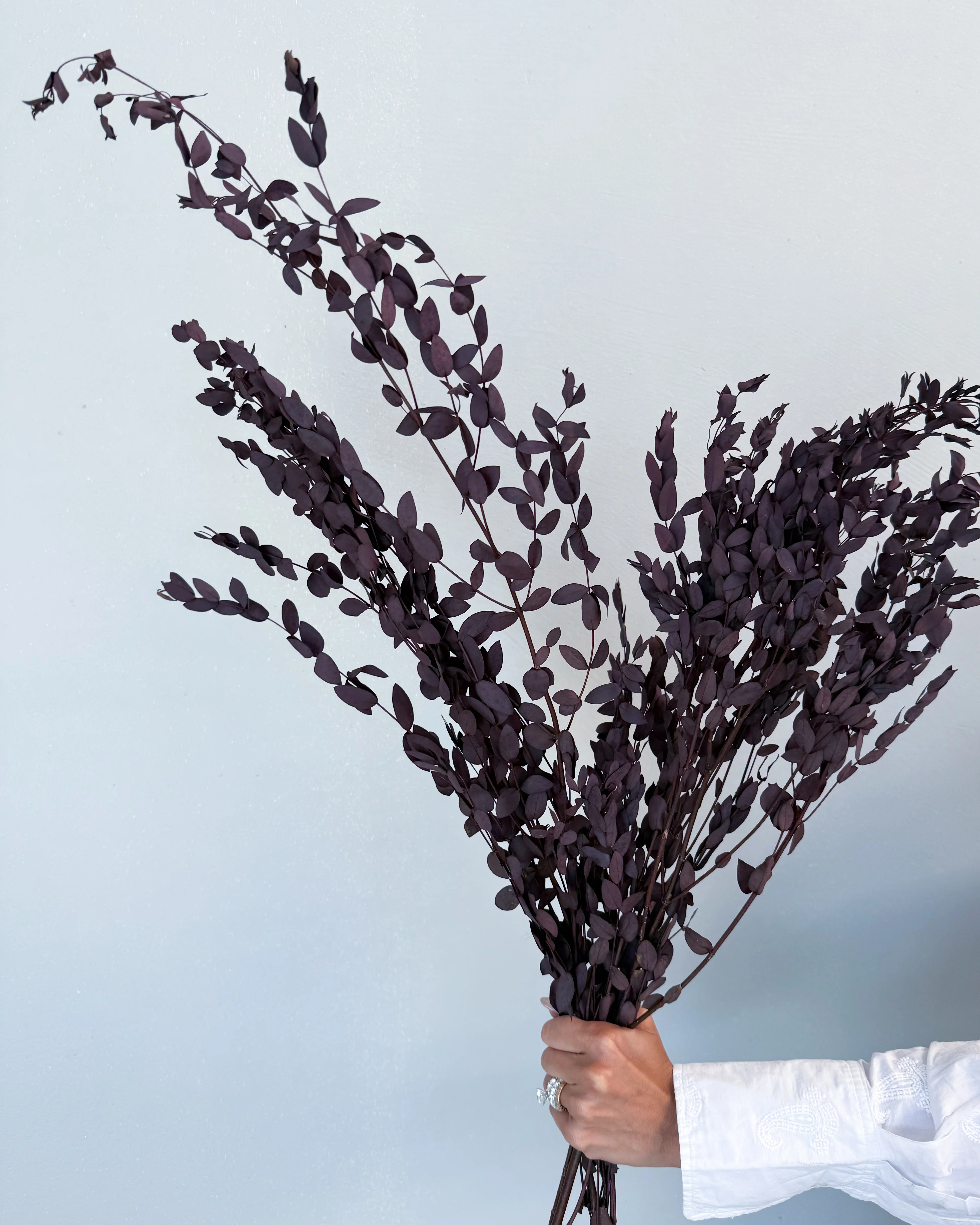 PRESERVED SMALL-LEAF GUM | DEEP PLUM - Image 2
