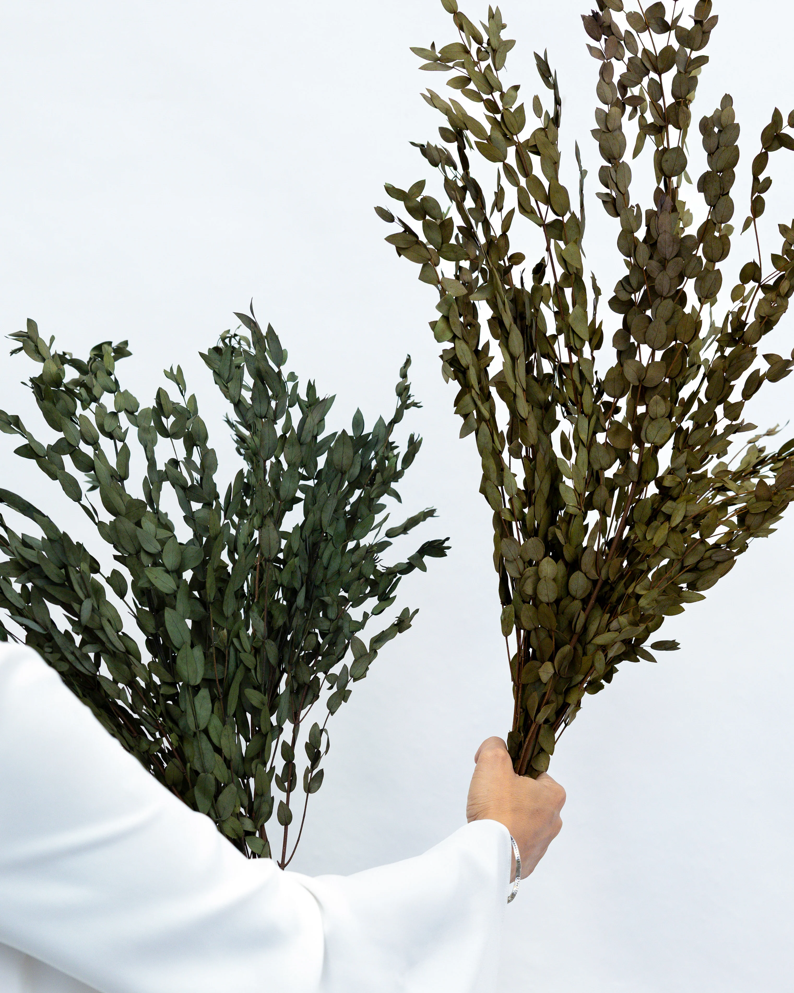 PRESERVED SMALL-LEAF GUM | DEEP SEA GREEN - Image 4