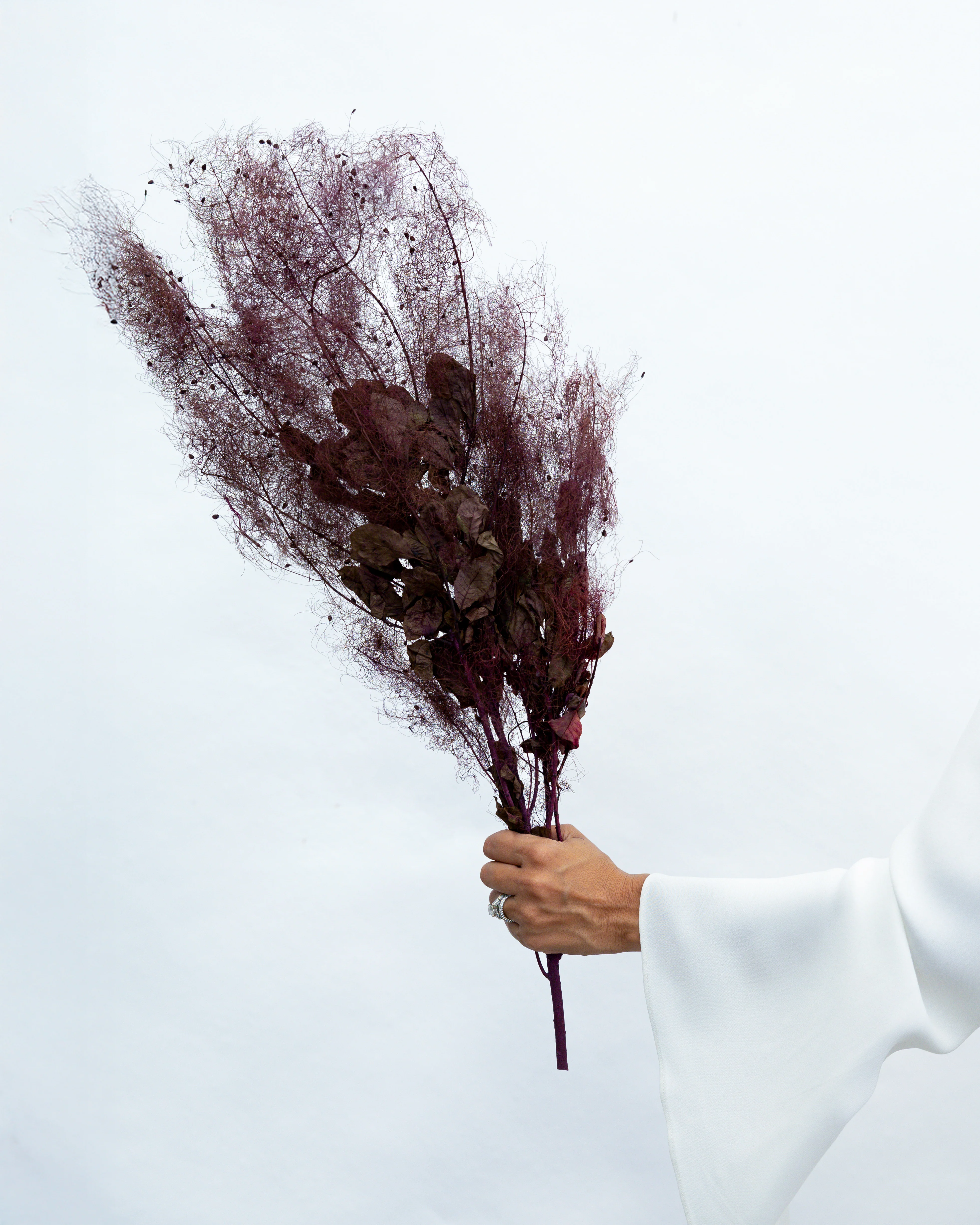 PRESERVED SMOKEBUSH - Image 2