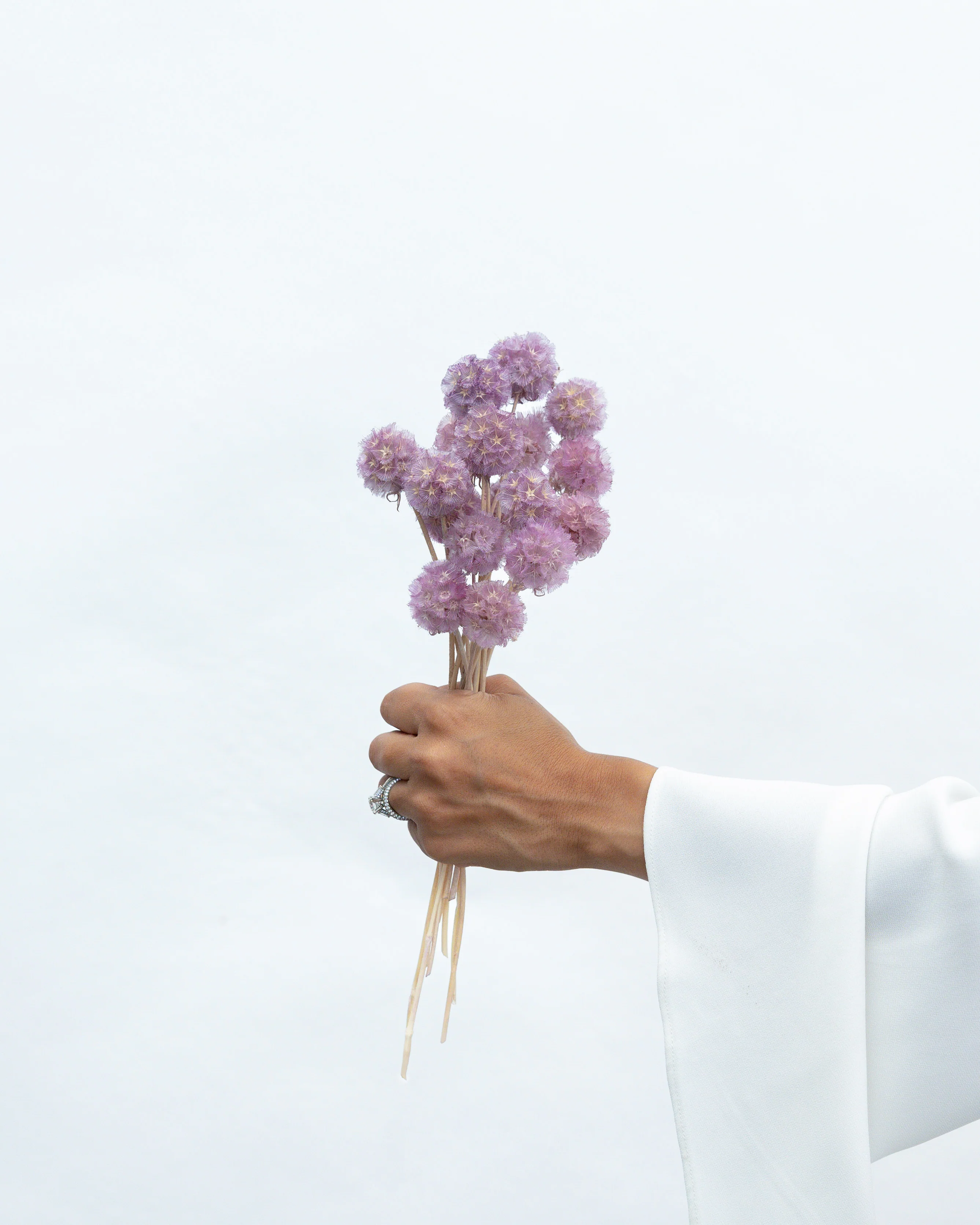 PRESERVED SCABIOSA | LILAC - Image 3