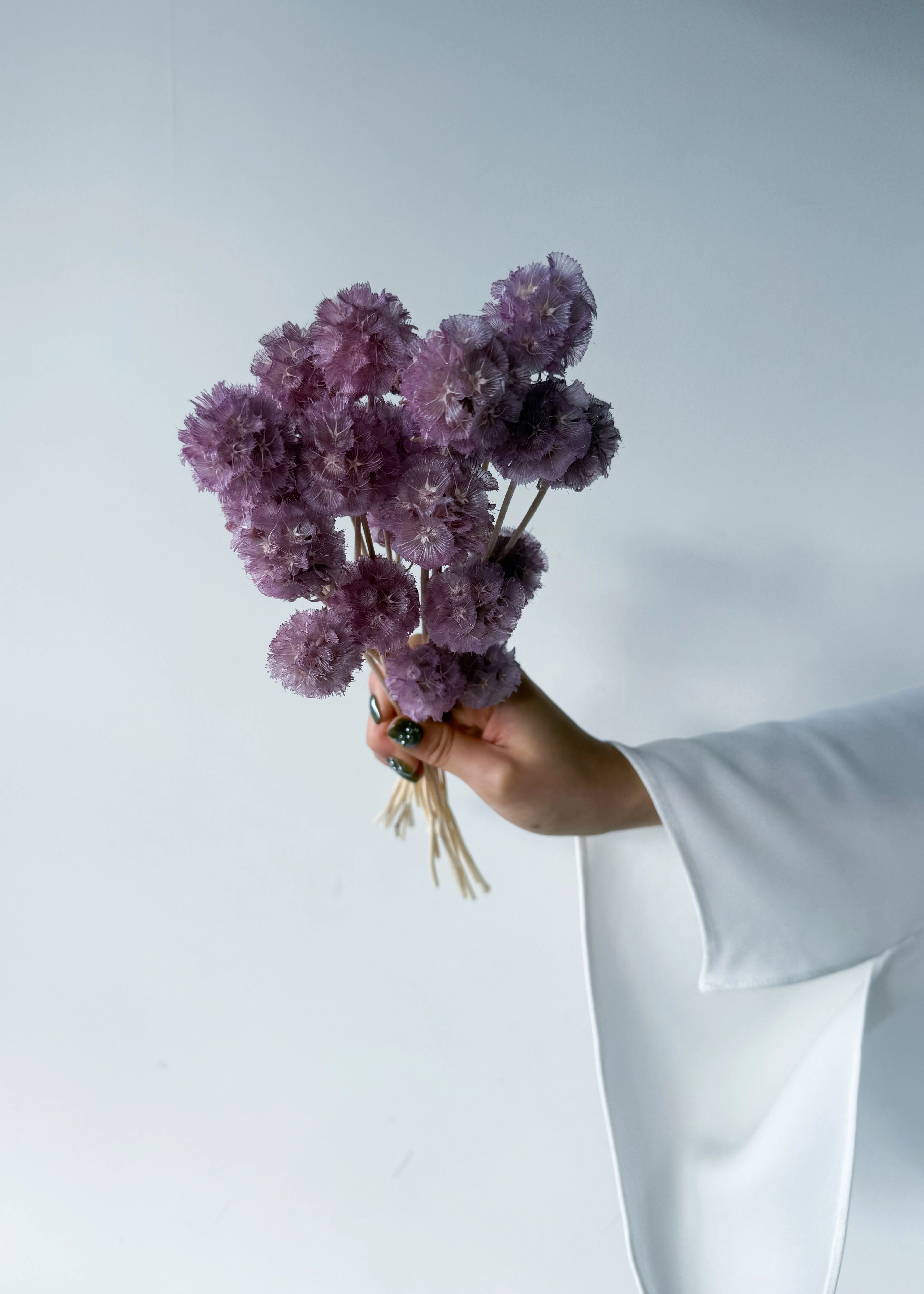 PRESERVED SCABIOSA | LILAC - Image 6